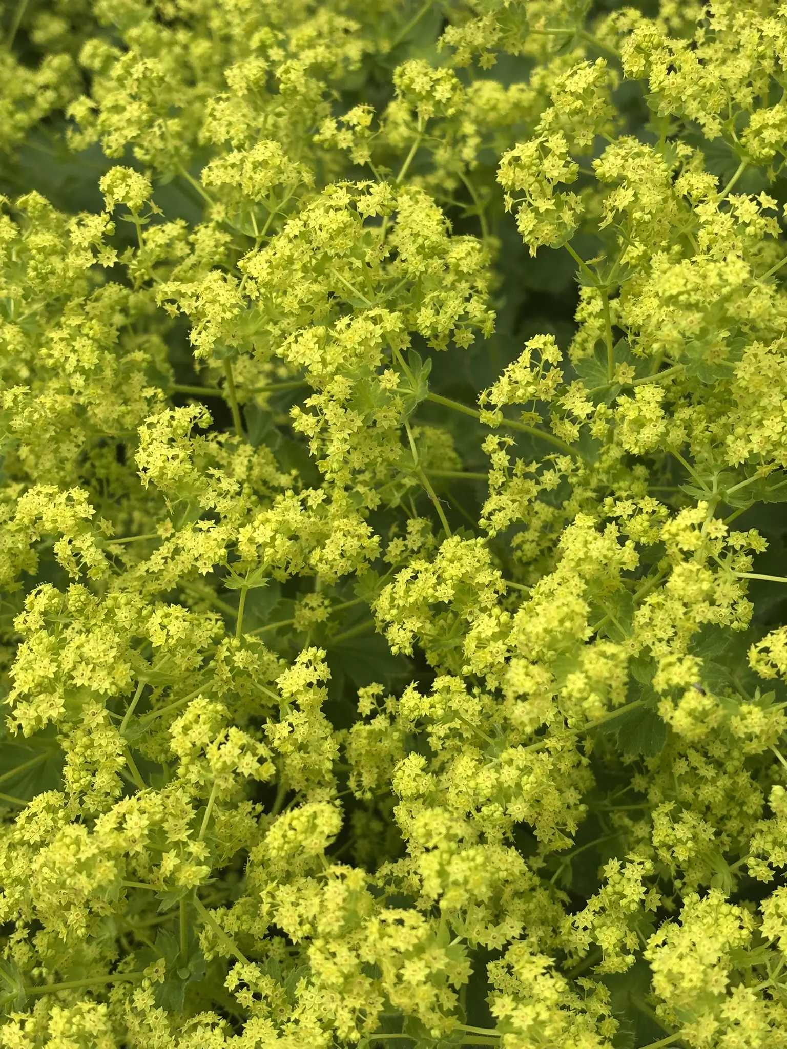 Närbild på grönskande daggblommor.