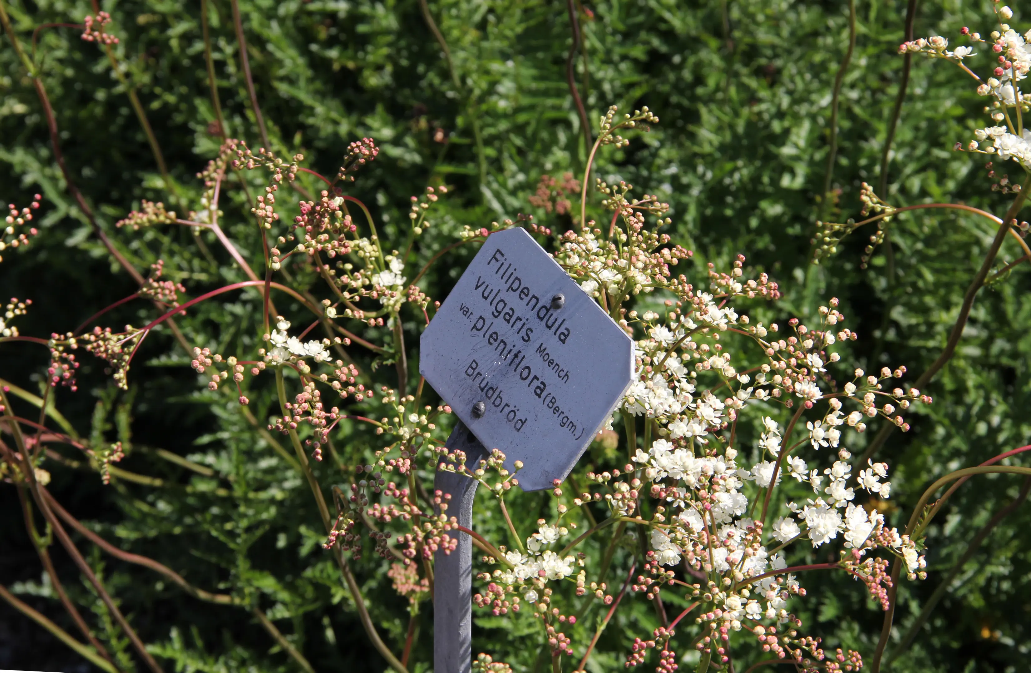 Små, vita blommor i Uppsala botaniska trädgård. På en växtskylt står: Filipendula vulgaris Moench - Brudbröd.