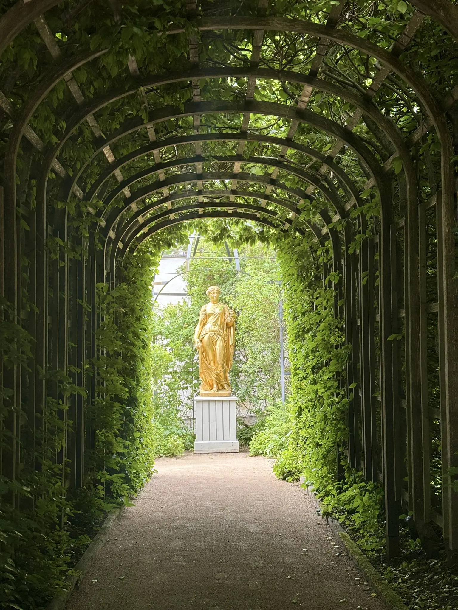 Guldstaty i trädgården sedd från en överväxt pergola.