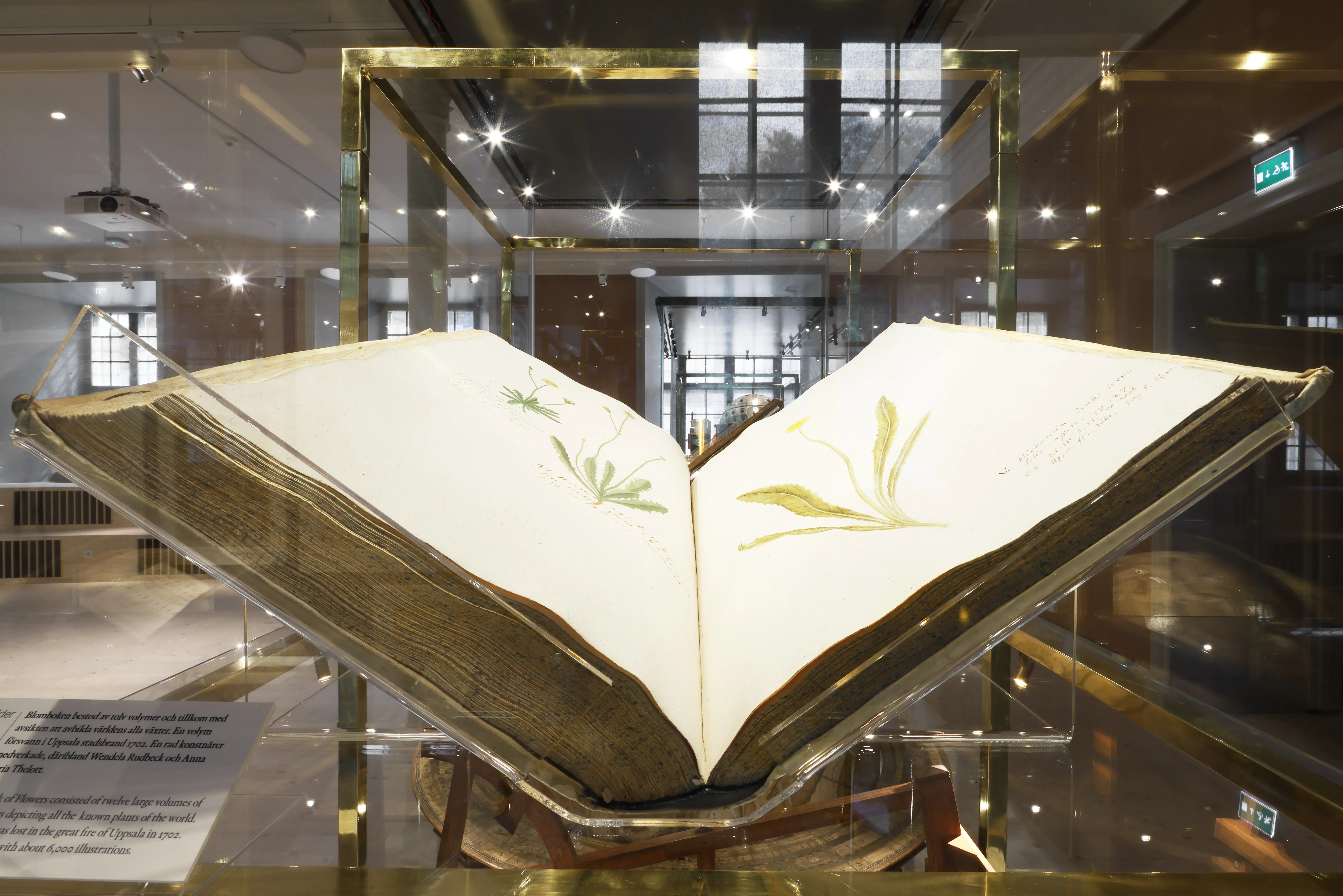 Gustavianum. Detalj av utställningsmonter med äldre botanisk skrift.