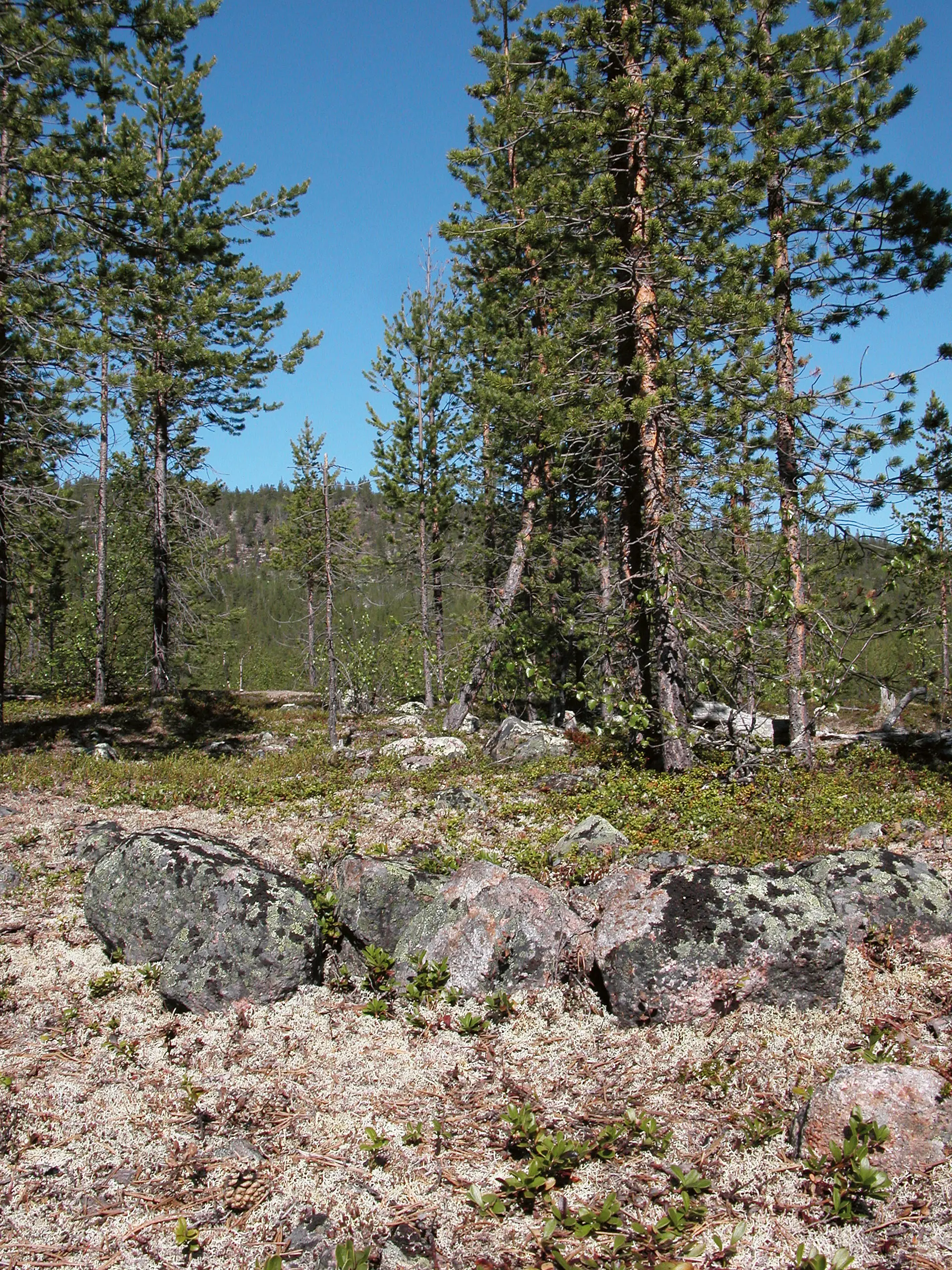 Härdarna i Jilkismuotke sticker diskret upp ur lavarna och lingonriset. De visar var samernas kåtor en gång stått.