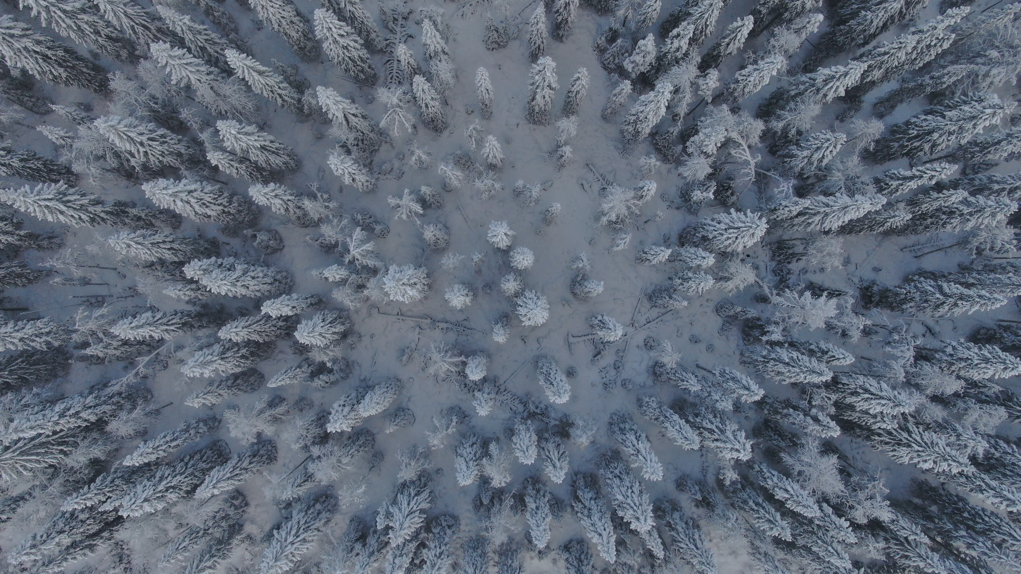 En snöig granplantering sedd uppifrån. Träden bildar ett stjärn-mönster.