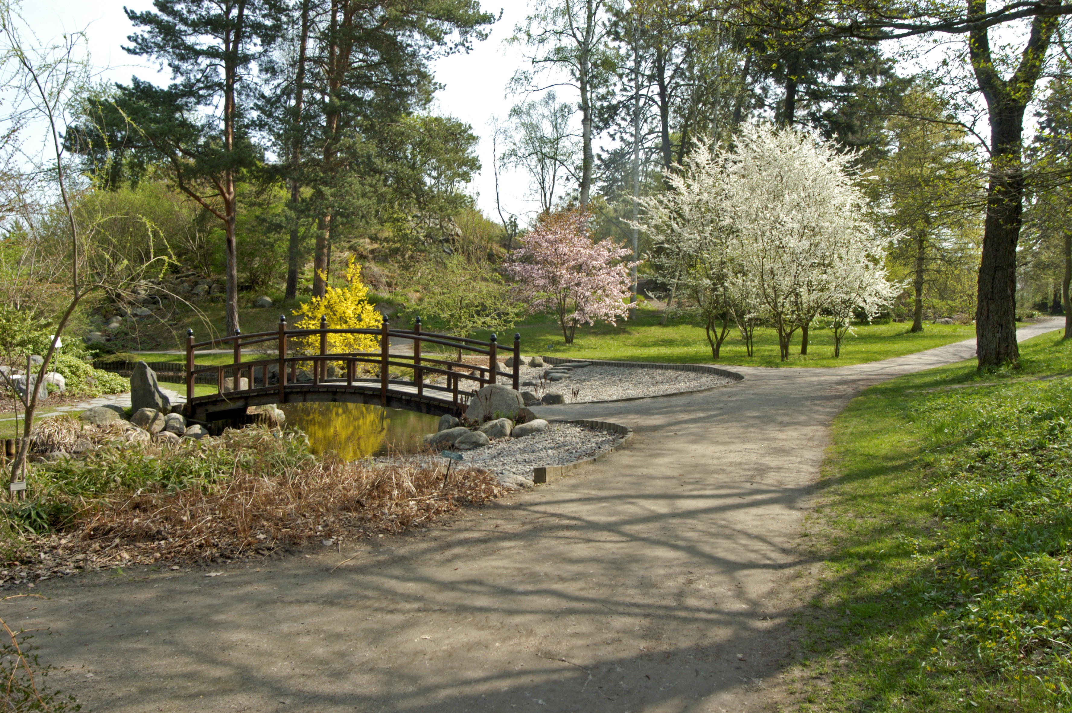 Bergianska trädgården. Gångvägar och en välvd bro. Vår och blommande buskar.