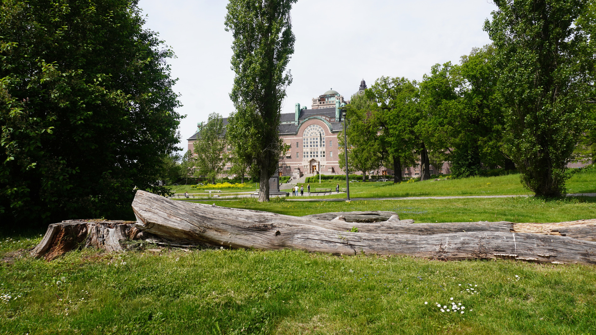Vy från Universitetet mot Vegaplatsen och Naturhistoriska riksmuseet. En död trädstam ligger i förgrunden. Sommar och grönska.