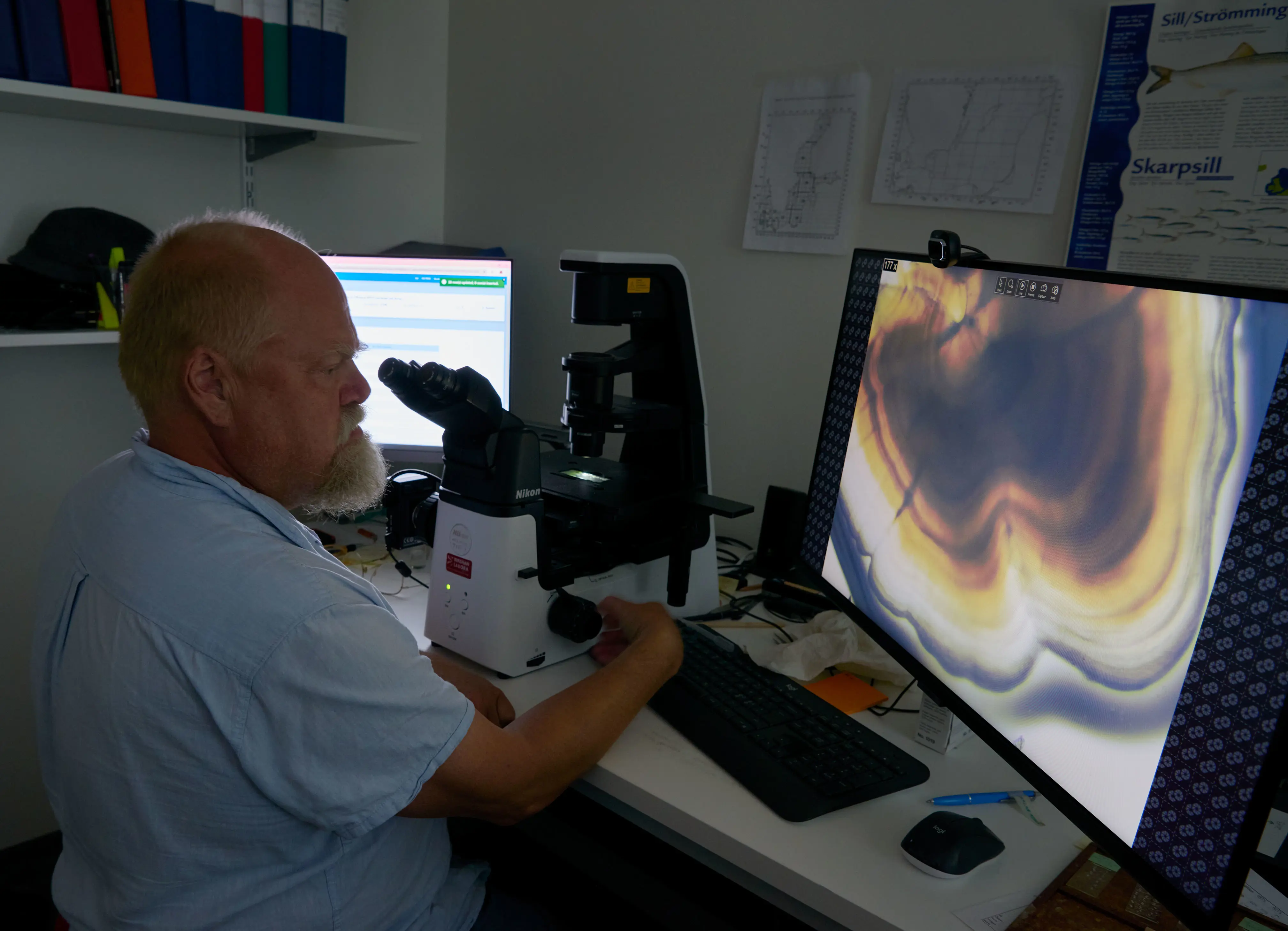 Olof Lövgren visar hur en otolit från en skarpsill ser ut och hur man räknar dess årsringar.