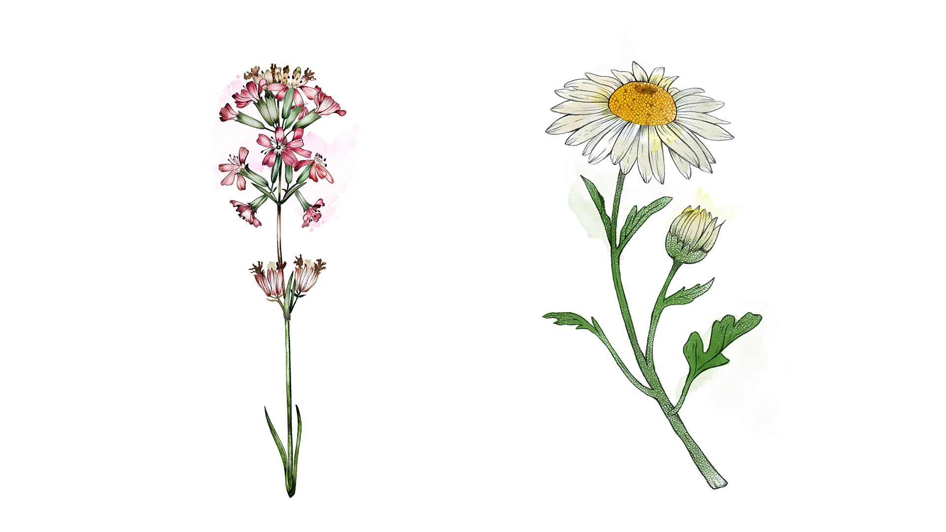 Ett collage med illustrationer av växter, målade i akvarell. Till vänster en växt med flera mörkt rosa blommor, till höger en vit flerflikig blomma med gul mitt.