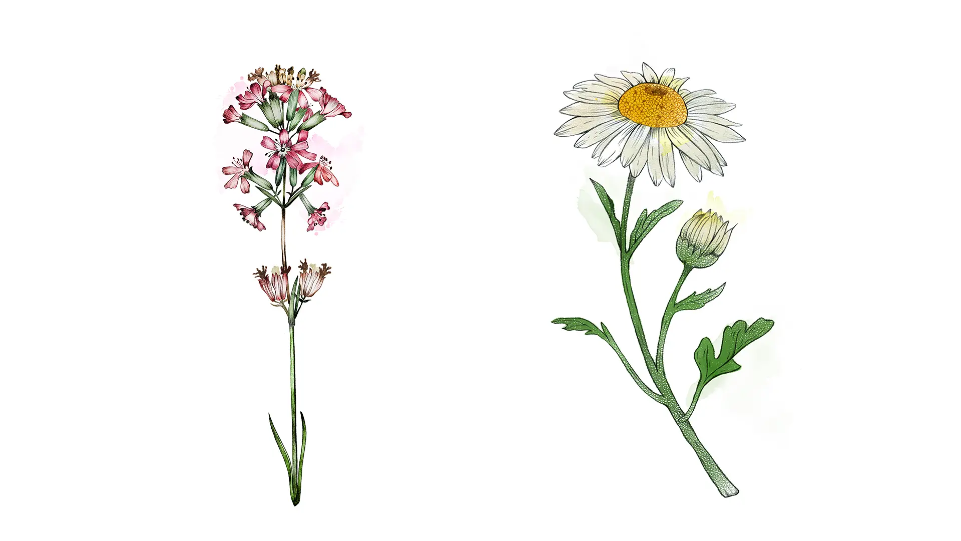 Ett collage med illustrationer av växter, målade i akvarell. Till vänster en växt med flera mörkt rosa blommor, till höger en vit flerflikig blomma med gul mitt.