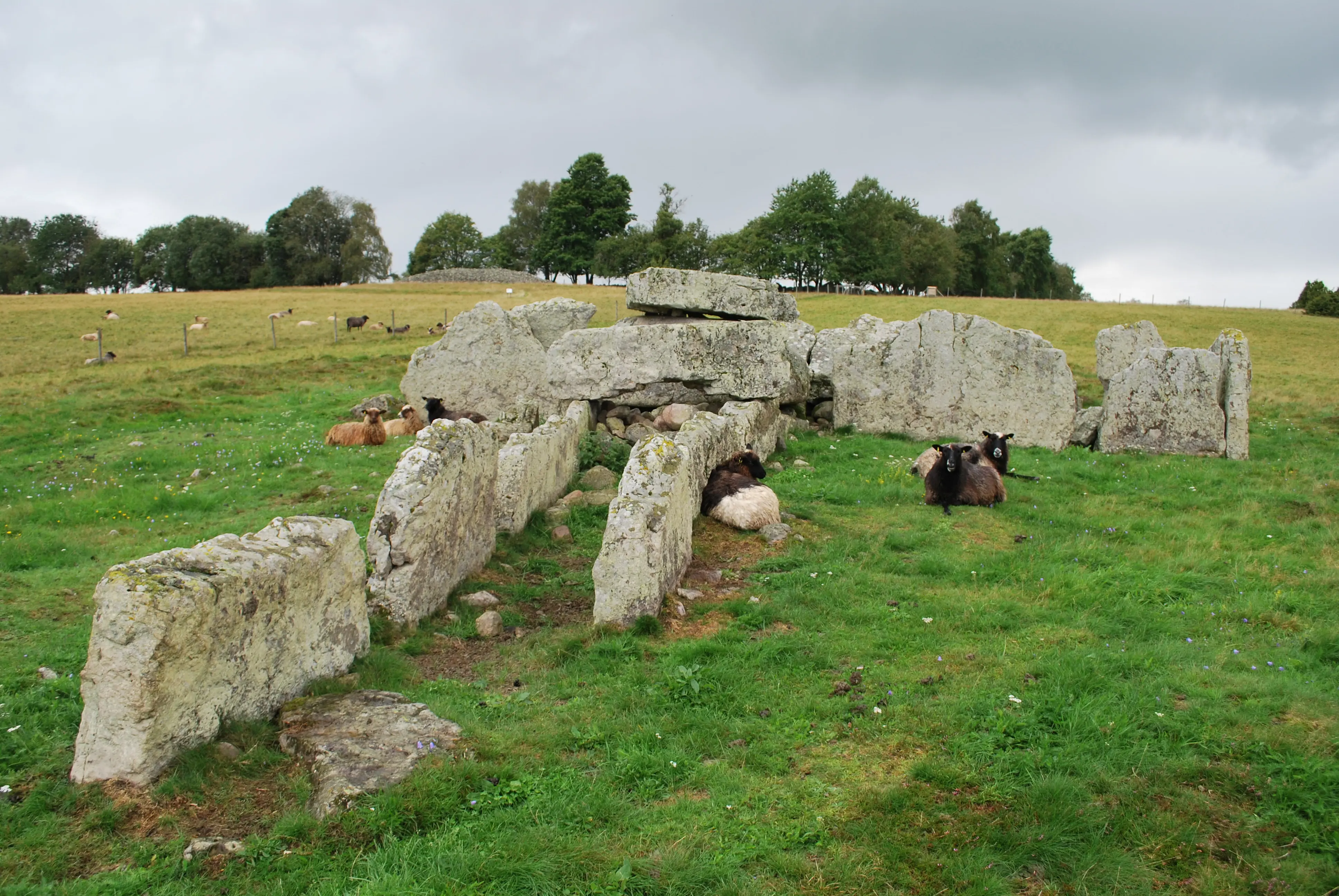 Ekornavallen. I förgrunden Girommen, omgiven av får. I bakgrunden syns ett stort gravröse vid en träd-dunge. Sommar och grönska.