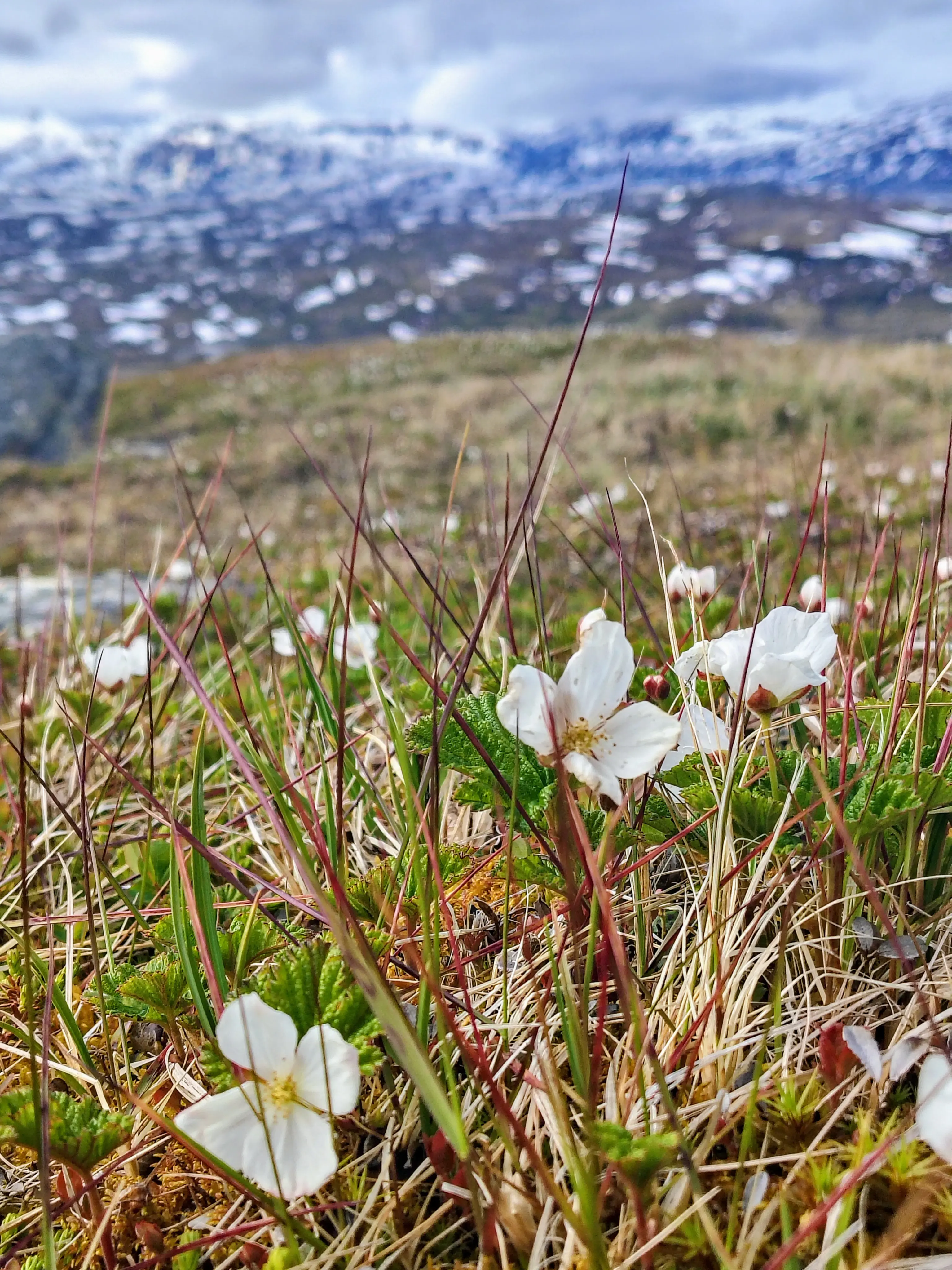 Fjällhjortron i blom med fjäll i bakgrunden.