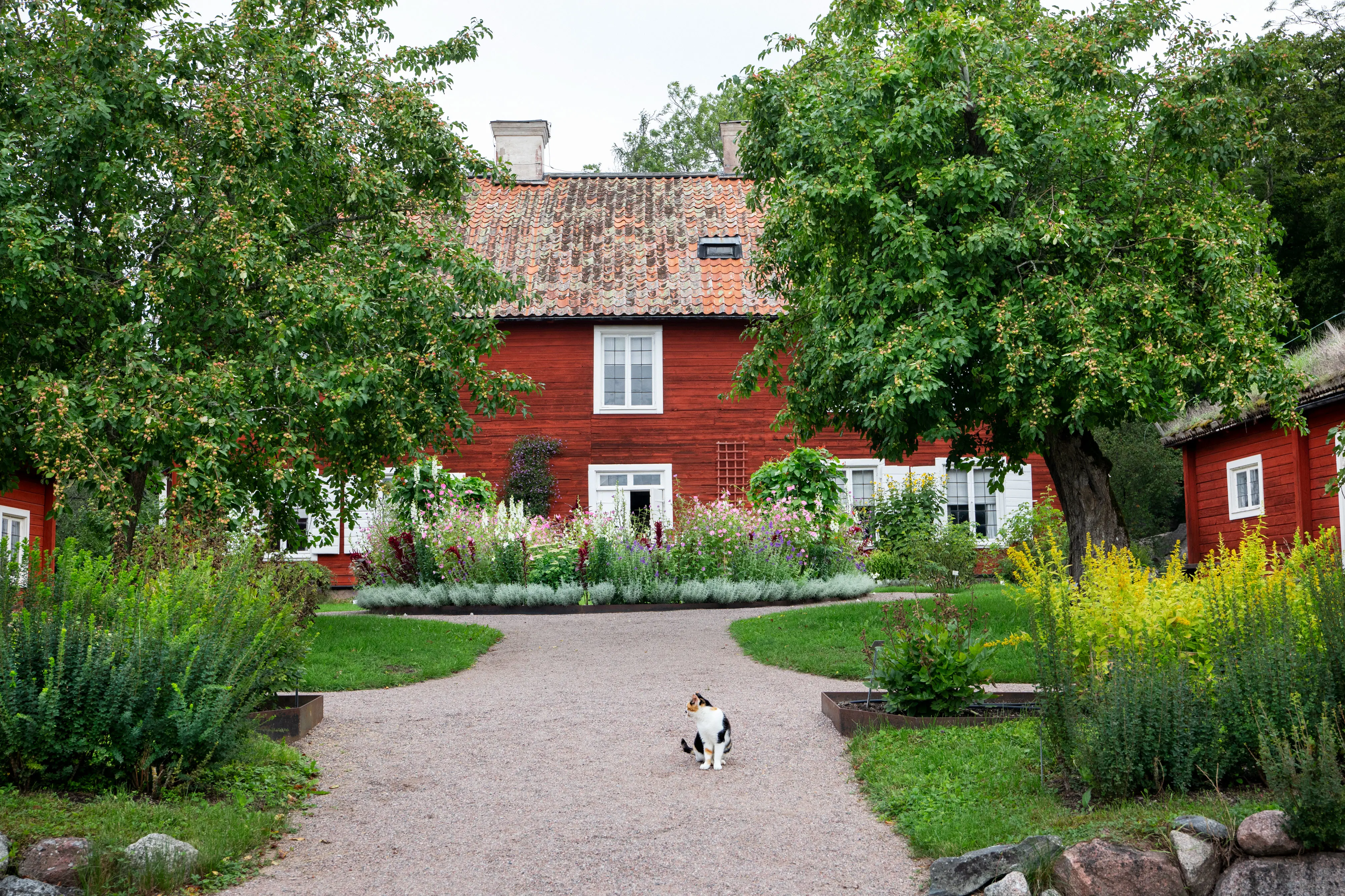 Linnés Hammarby i bakgrunden med trädgårdsgång och katt i förgrunden.