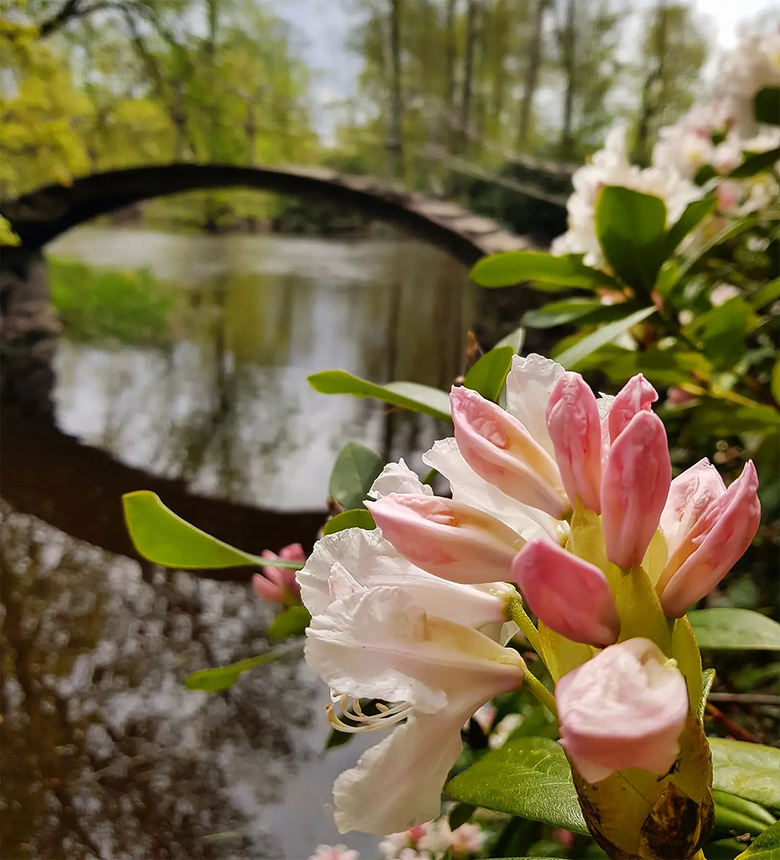 Rhododendronparken i full blom vid Huseby bruk, Småland.