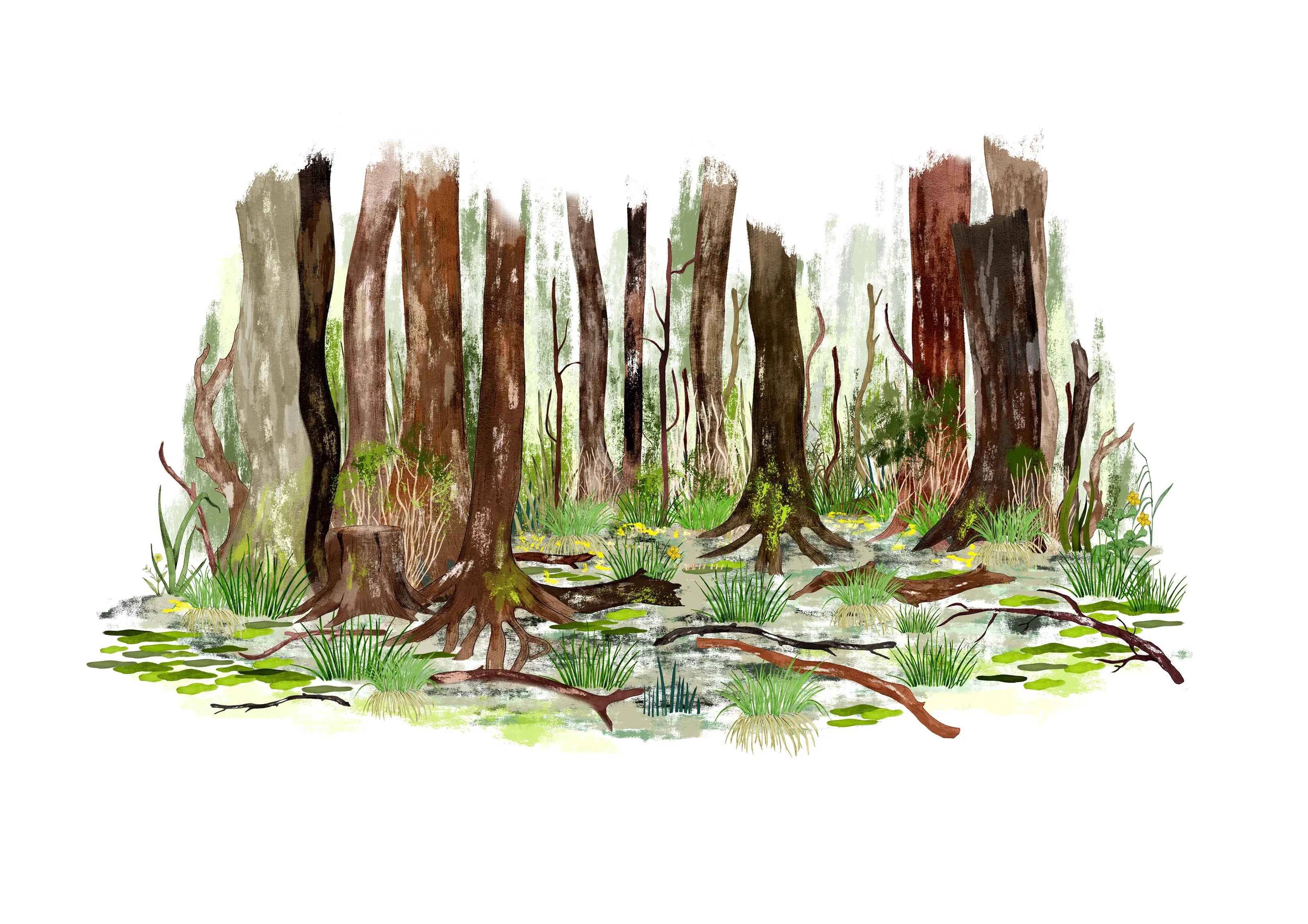 Våtmark i skog