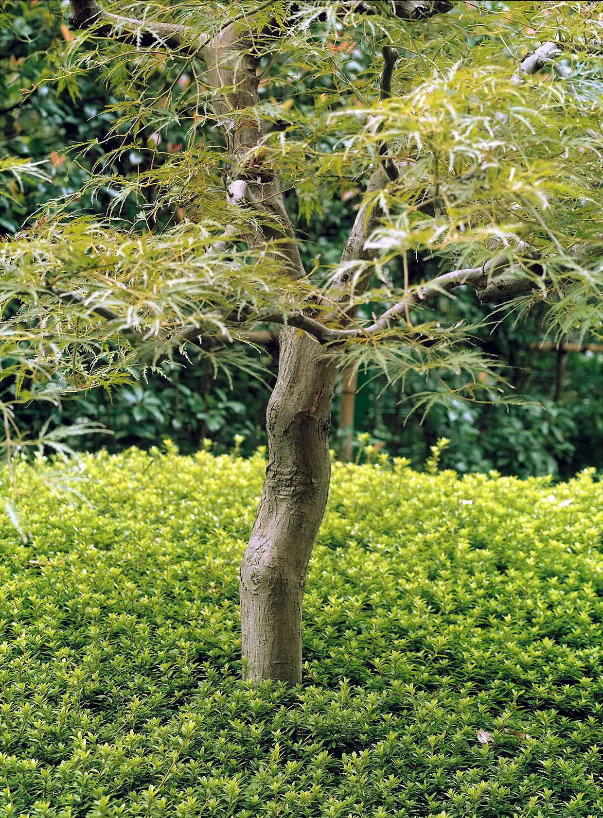 Ambassaden i Tokyo. Plantering med buxbom och ett litet träd, vid residens-delen.