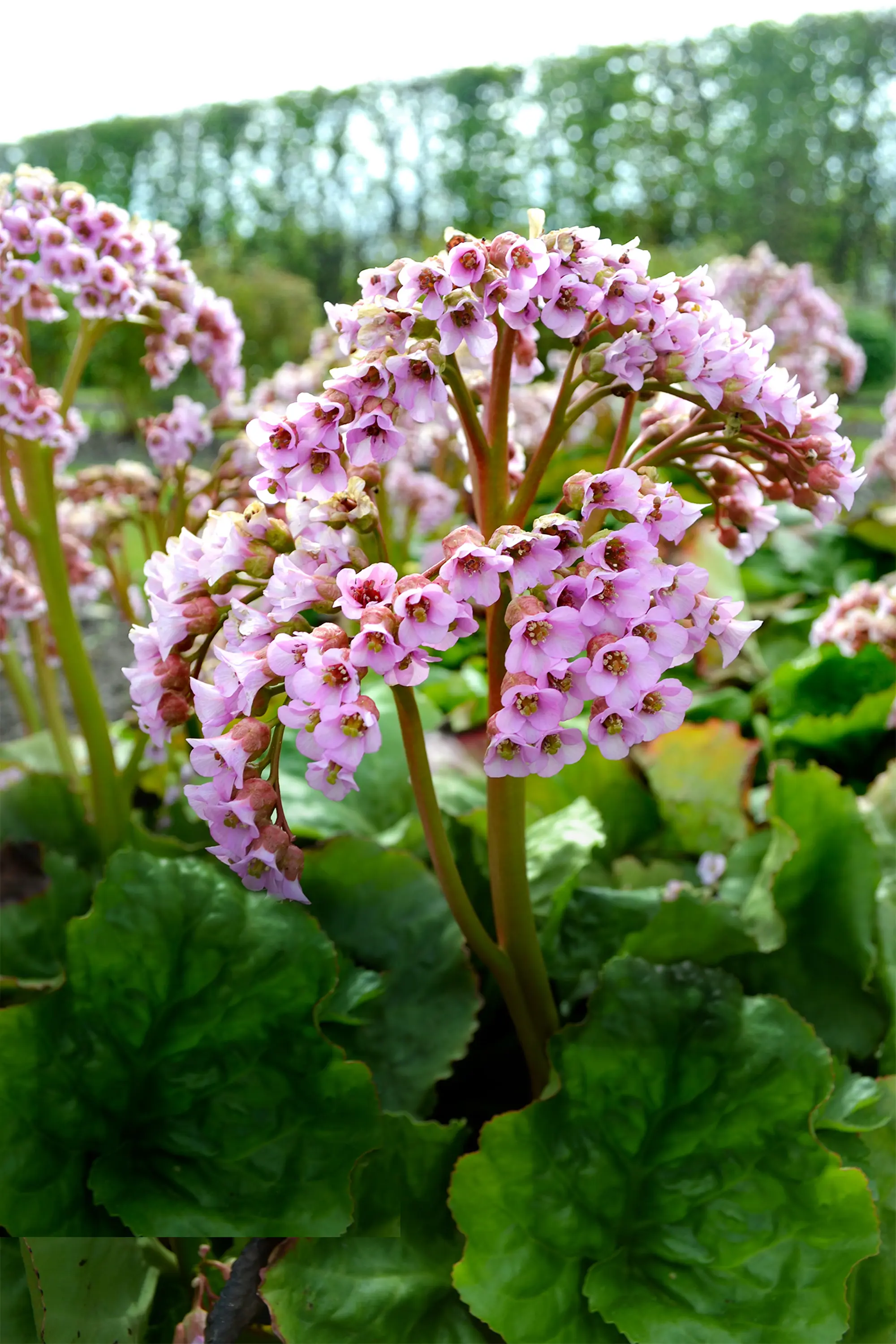 Hjärtbergenia från Möja