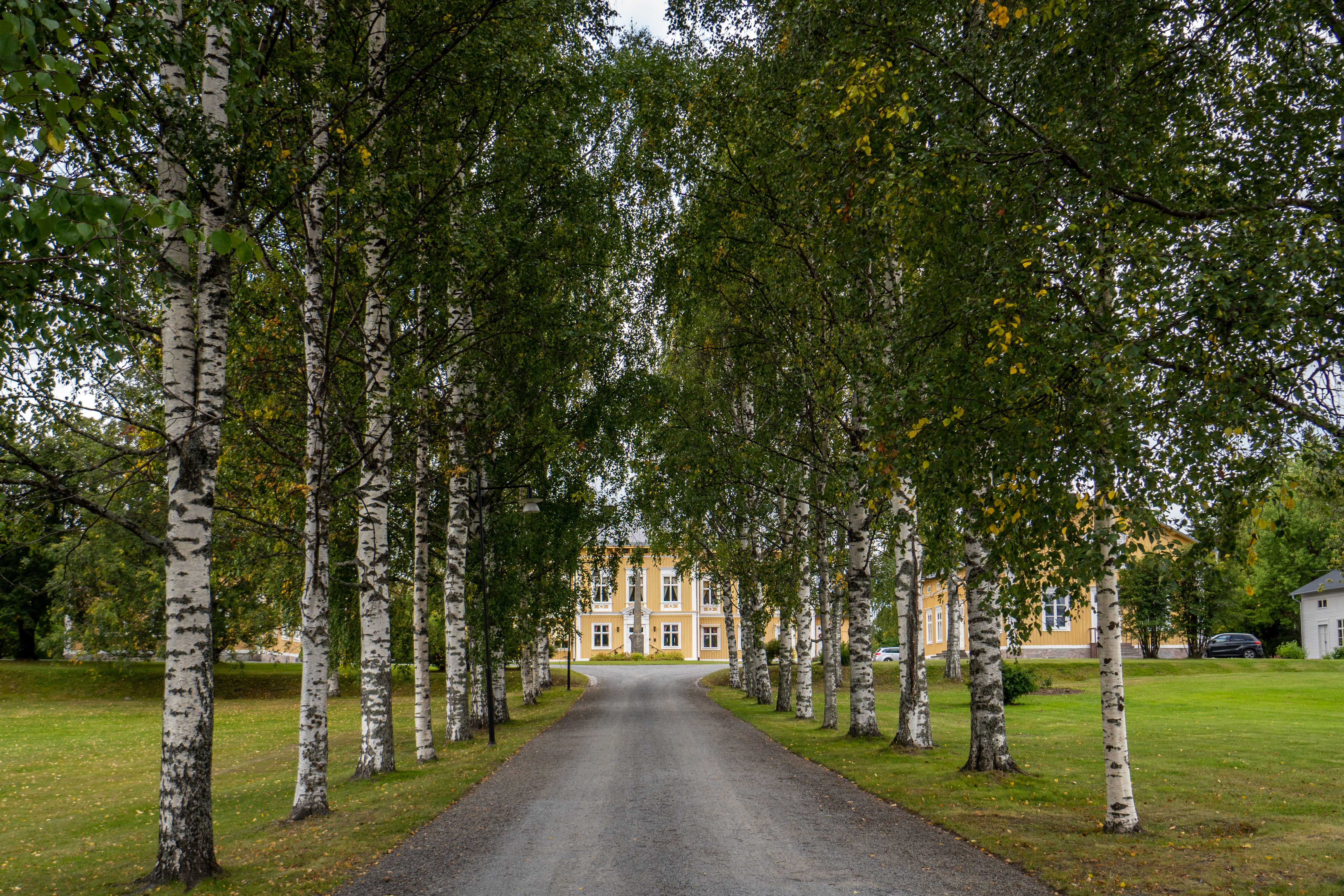 Björk-allén i Luleå residens park, och residensets gula träbyggnader. Höst.