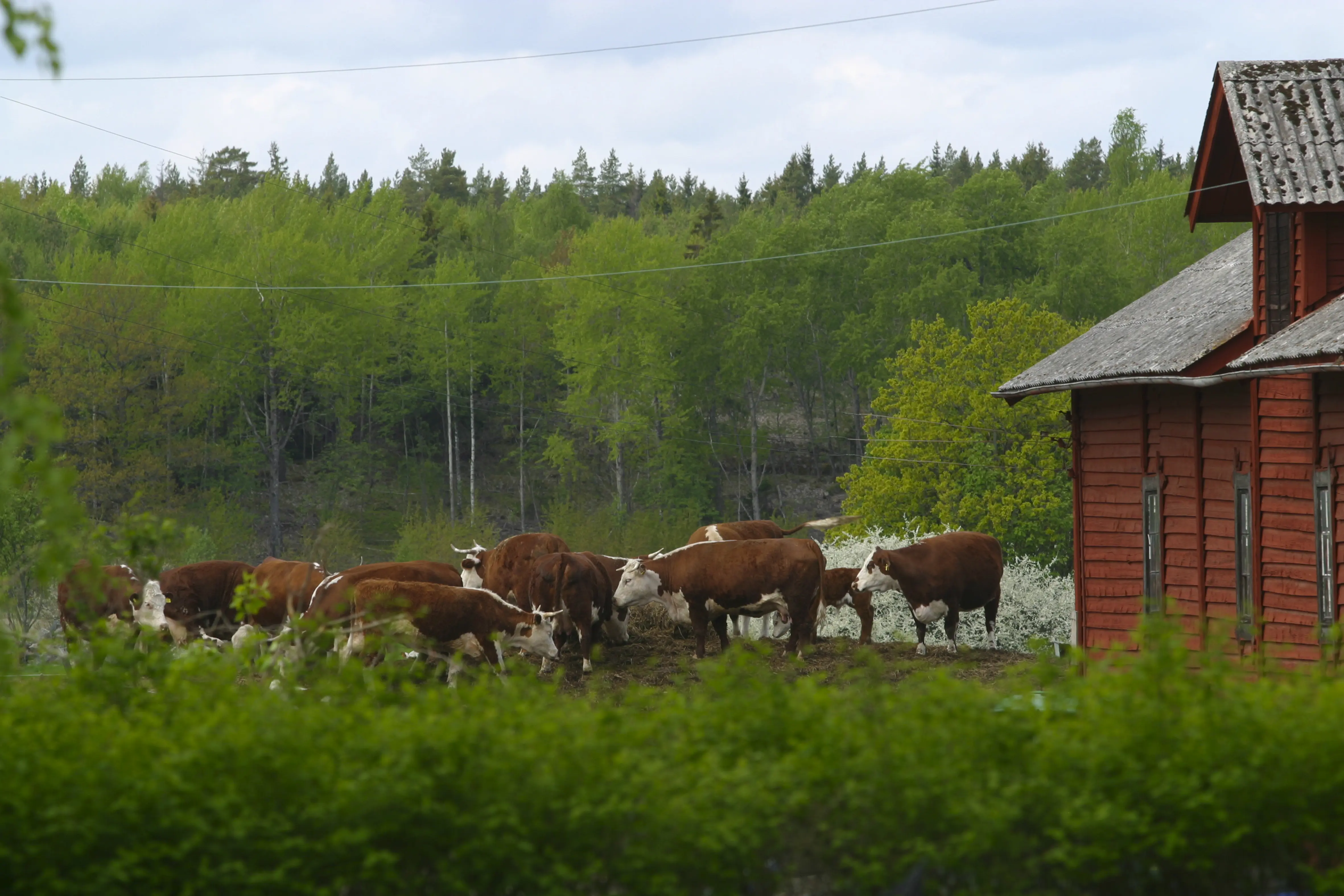 Herefordkor på grön äng vid Dalby kungsgård