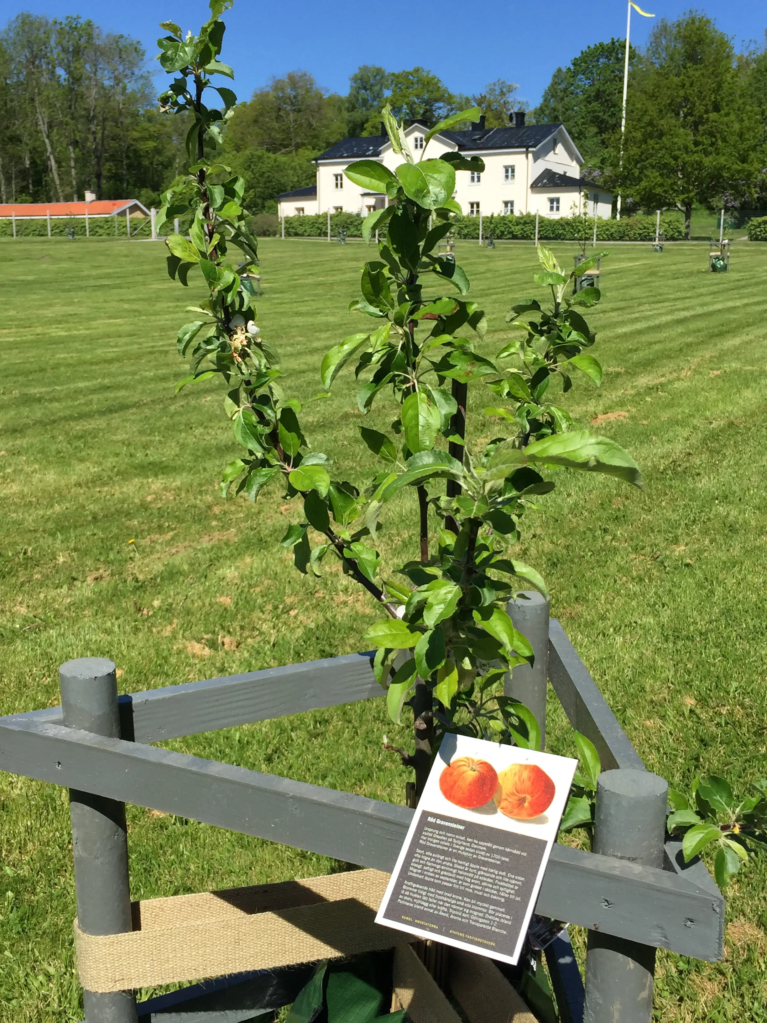 Nyplanterat äppelträd i Rosersbergs slottsträdgård.