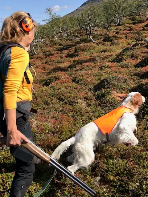 En jägare och en hoppande jakthund på fjället med fjällbjörkar i bakgrunden.