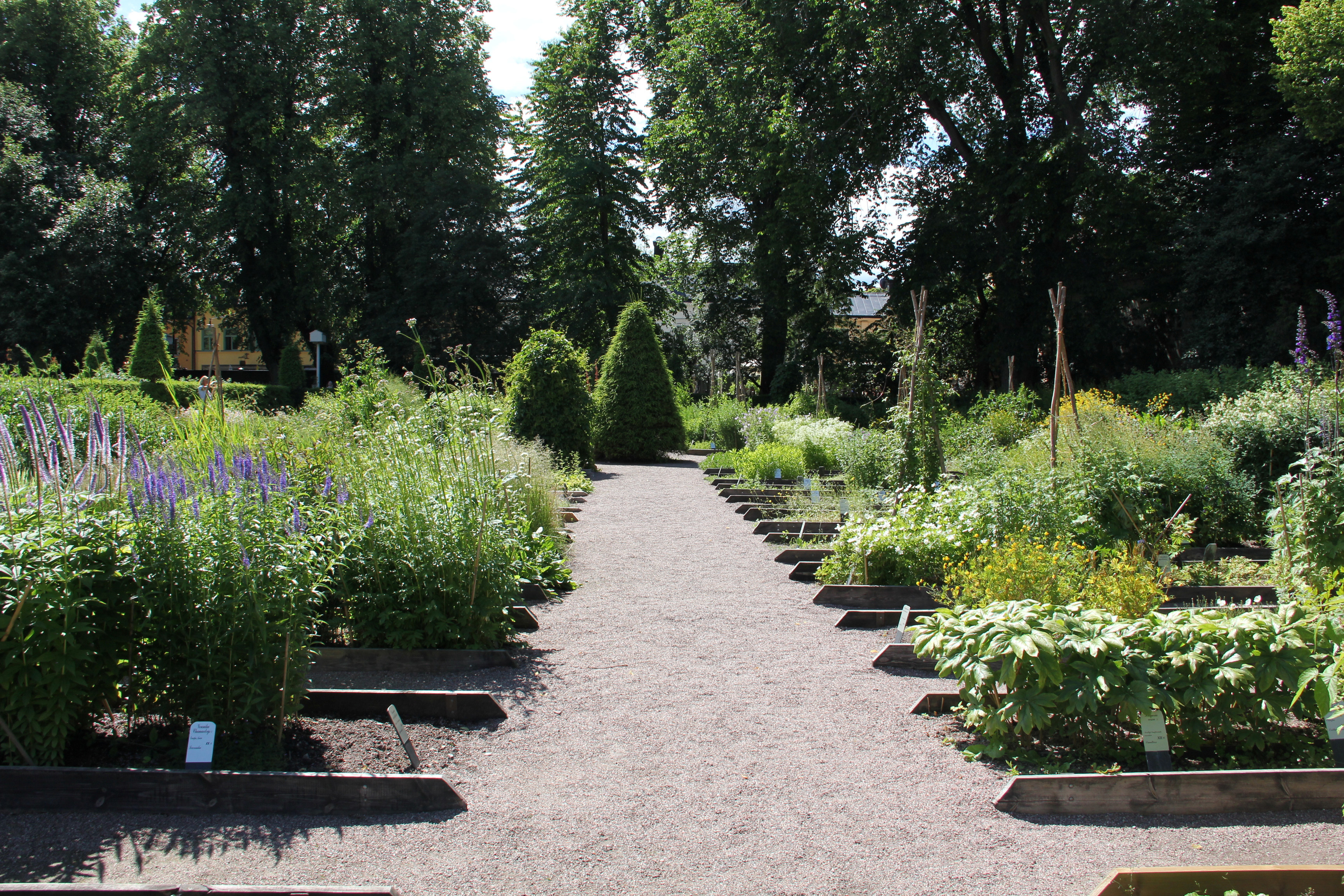 Planteringar i Linnéträdgården. Sommar, blommor och grönska.