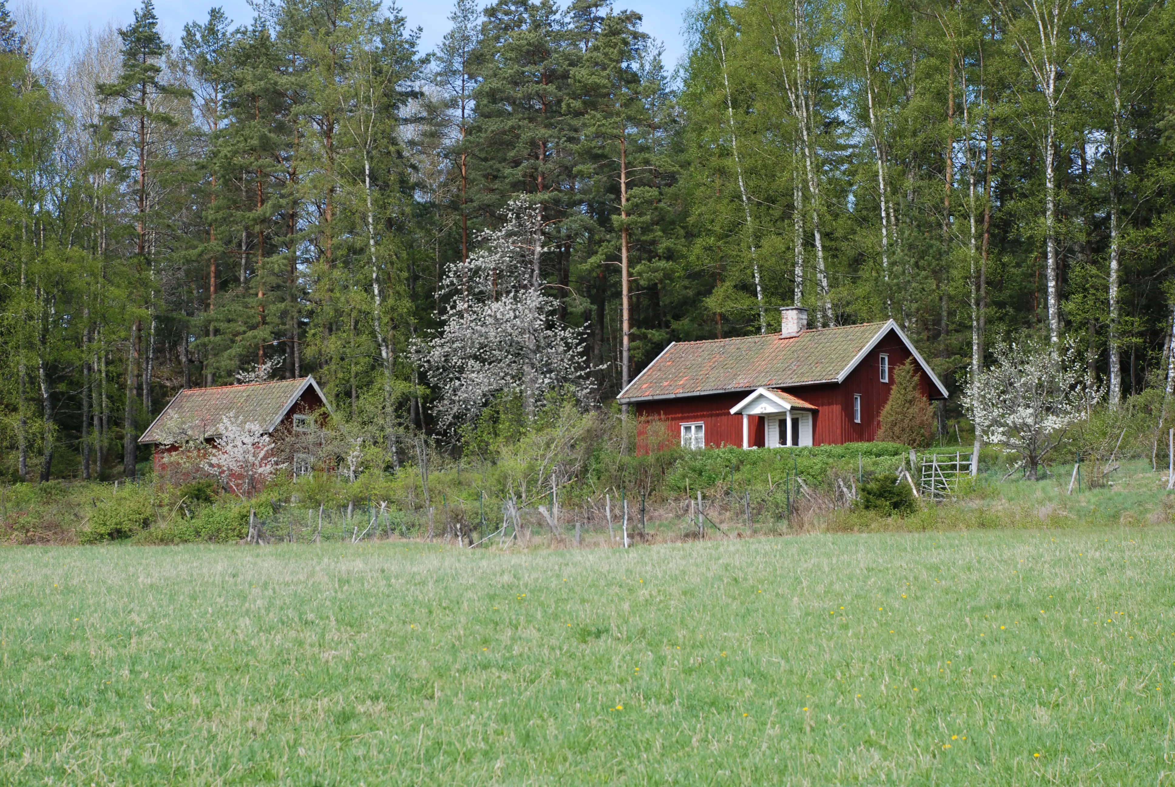 Torpmiljö vid Tullgarns kungsgård. Vårgrönska och blommande träd.