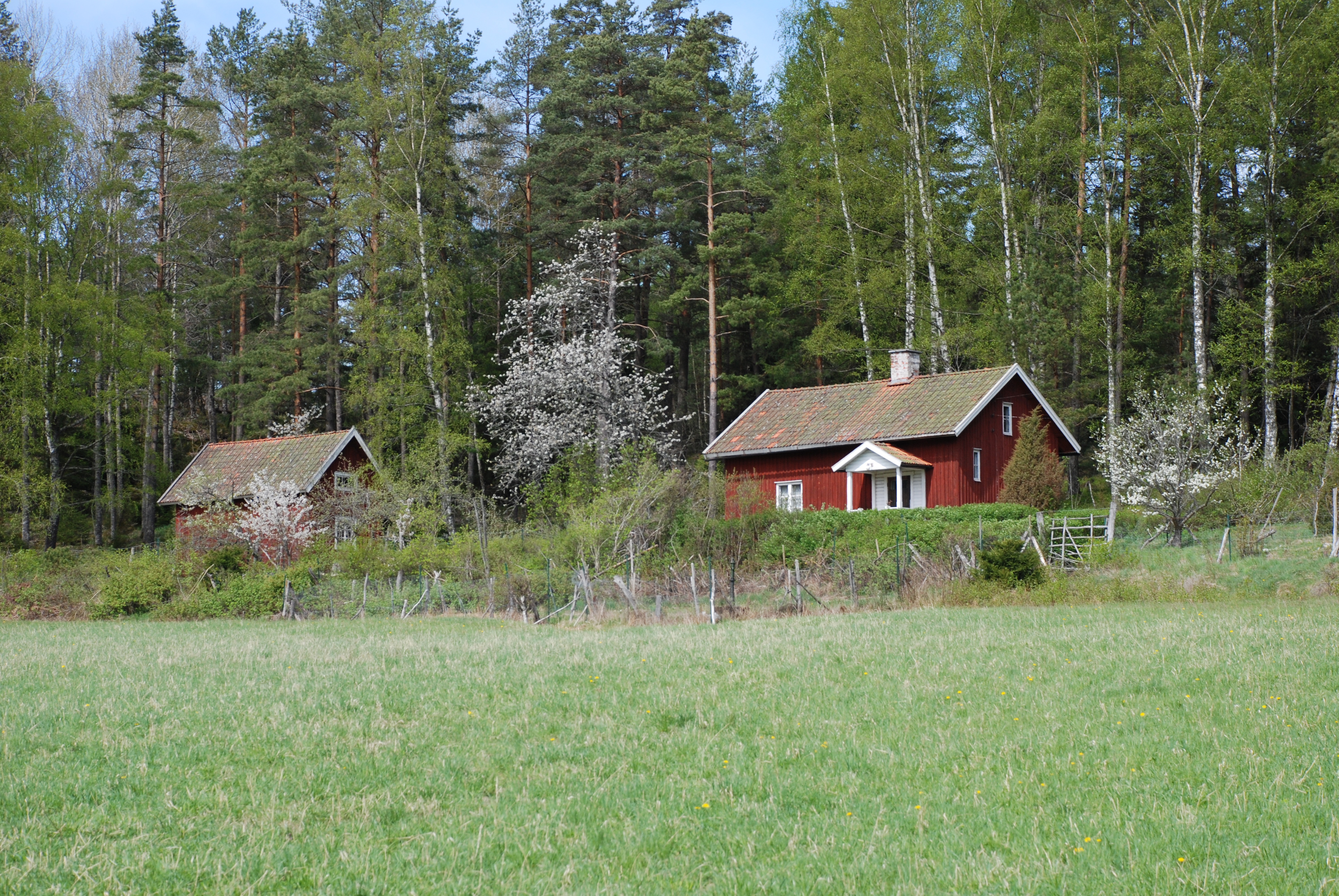 Torpmiljö vid Tullgarns kungsgård. Vårgrönska och blommande träd.