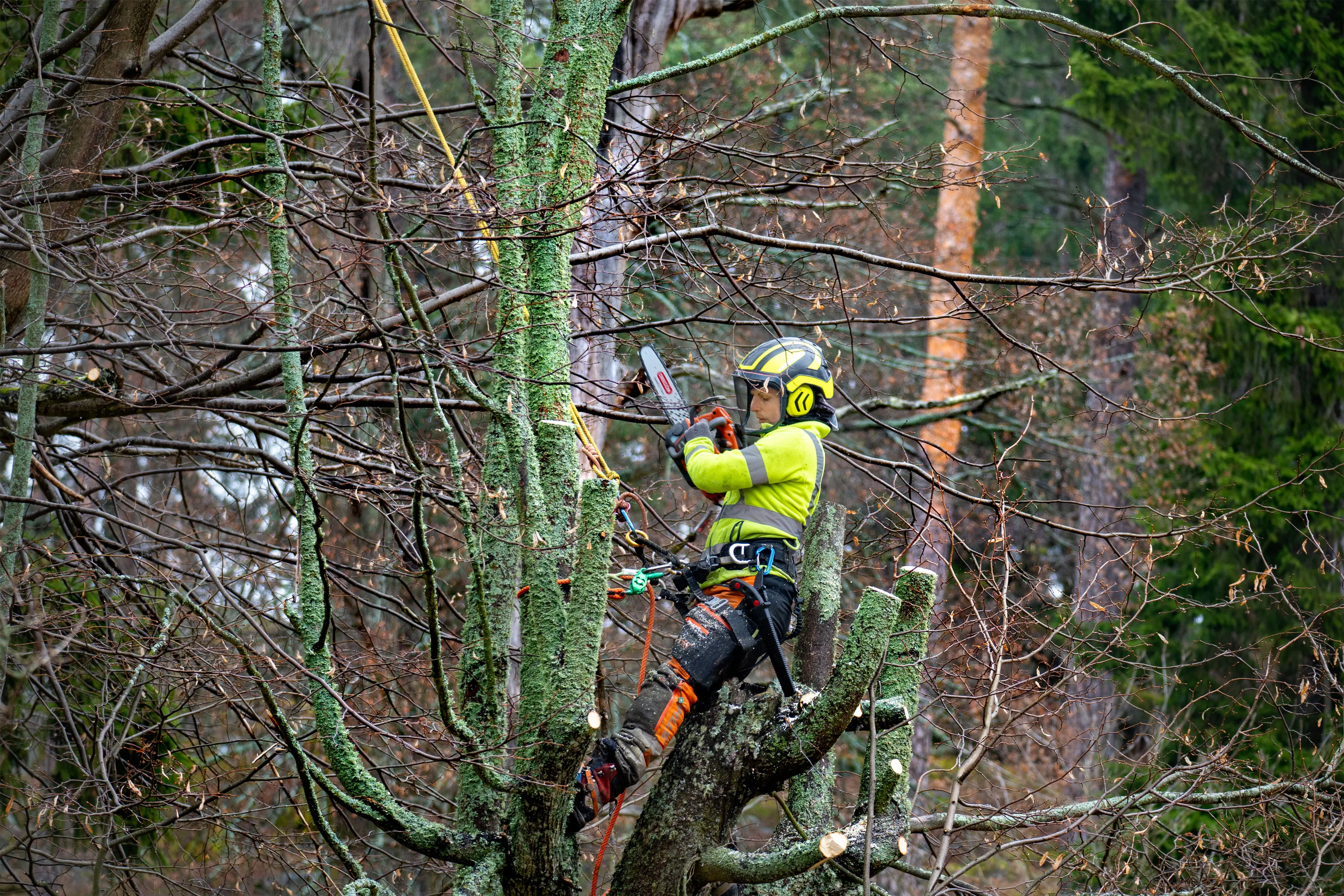 Miriam Löwenstein, arborist på TrädTjejerna.