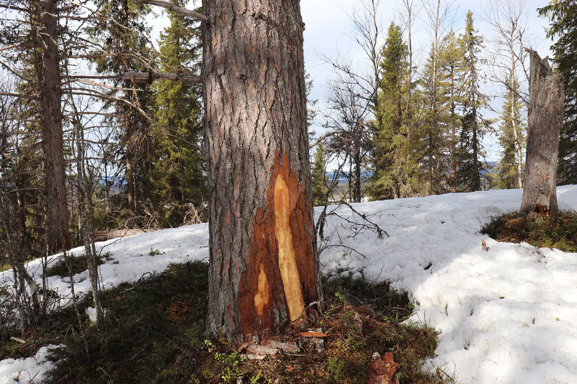 En tall med en skada från en skogsmaskin. Barken har skalats av längs en del av stammen, ett så kallat ljud.