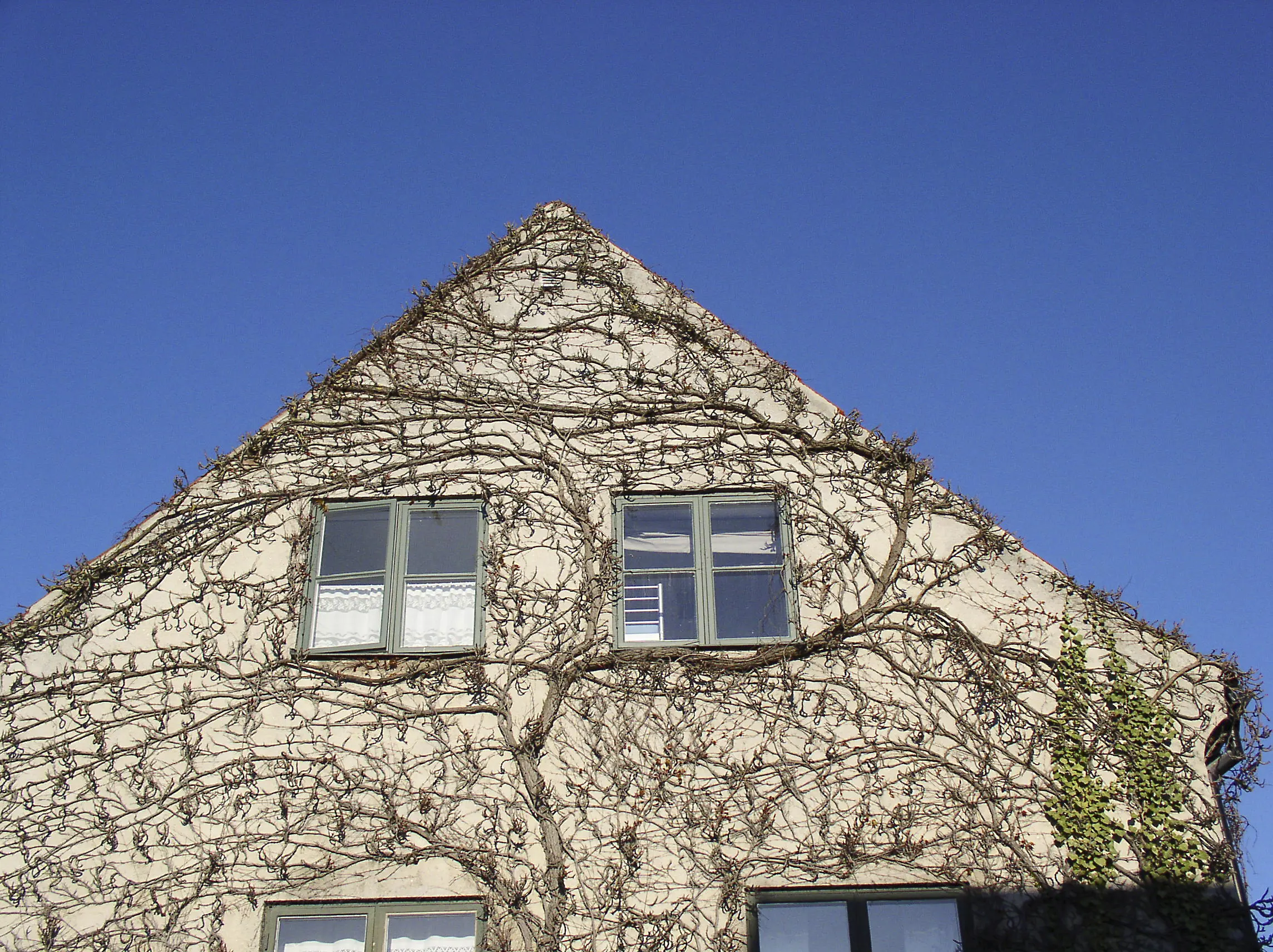 En ljust färgad putsad fasad på gaveln av ett hus med klängväxten vildvin som täcker stora delar av fasaden. Gaveln på huset är spetsig och himlen i bakgrunden är klarblå.