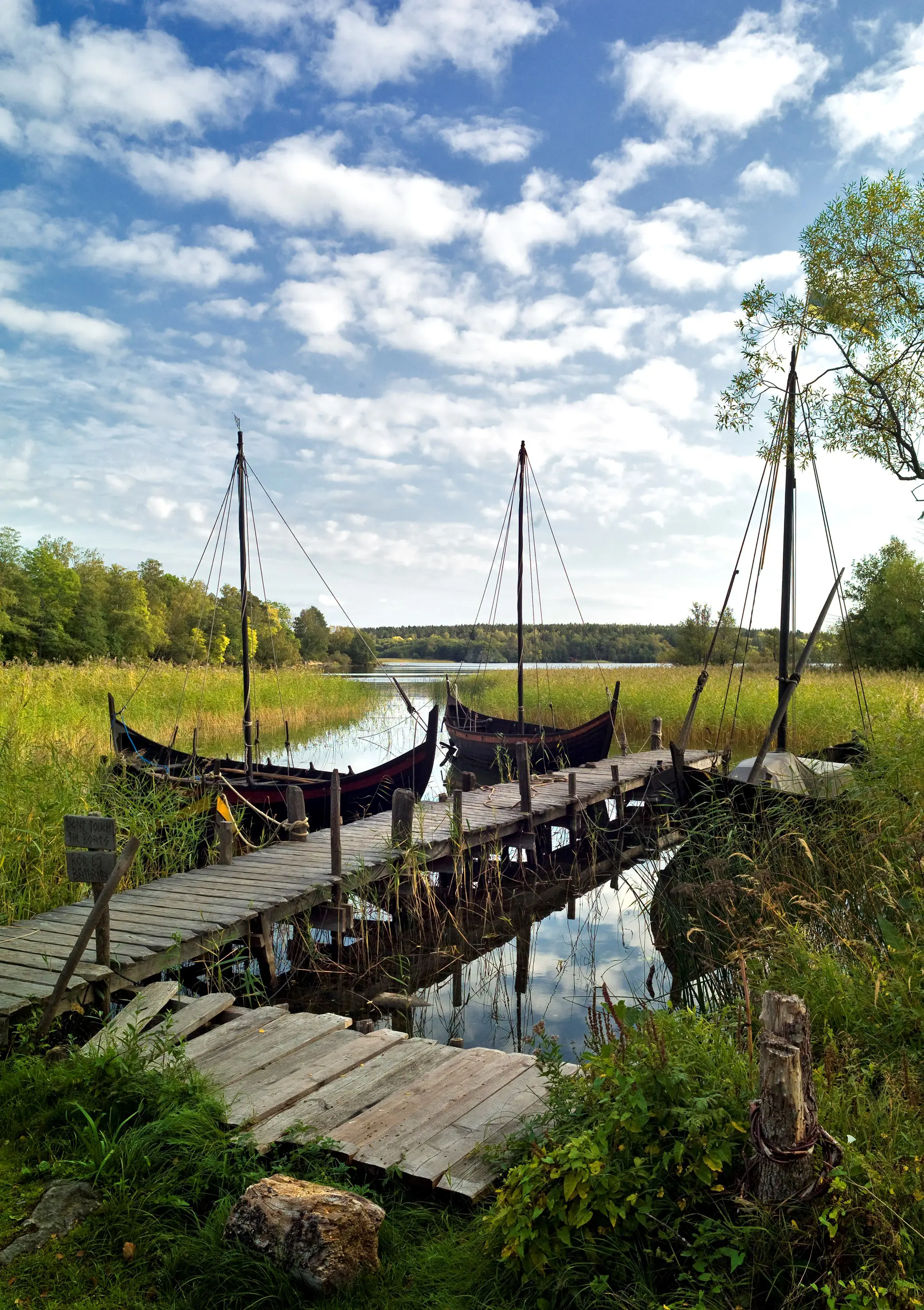 Birka. Vid en brygga ligger några rekonstruktioner av vikingabåtar. Täta vassruggar fyller viken. Höst.