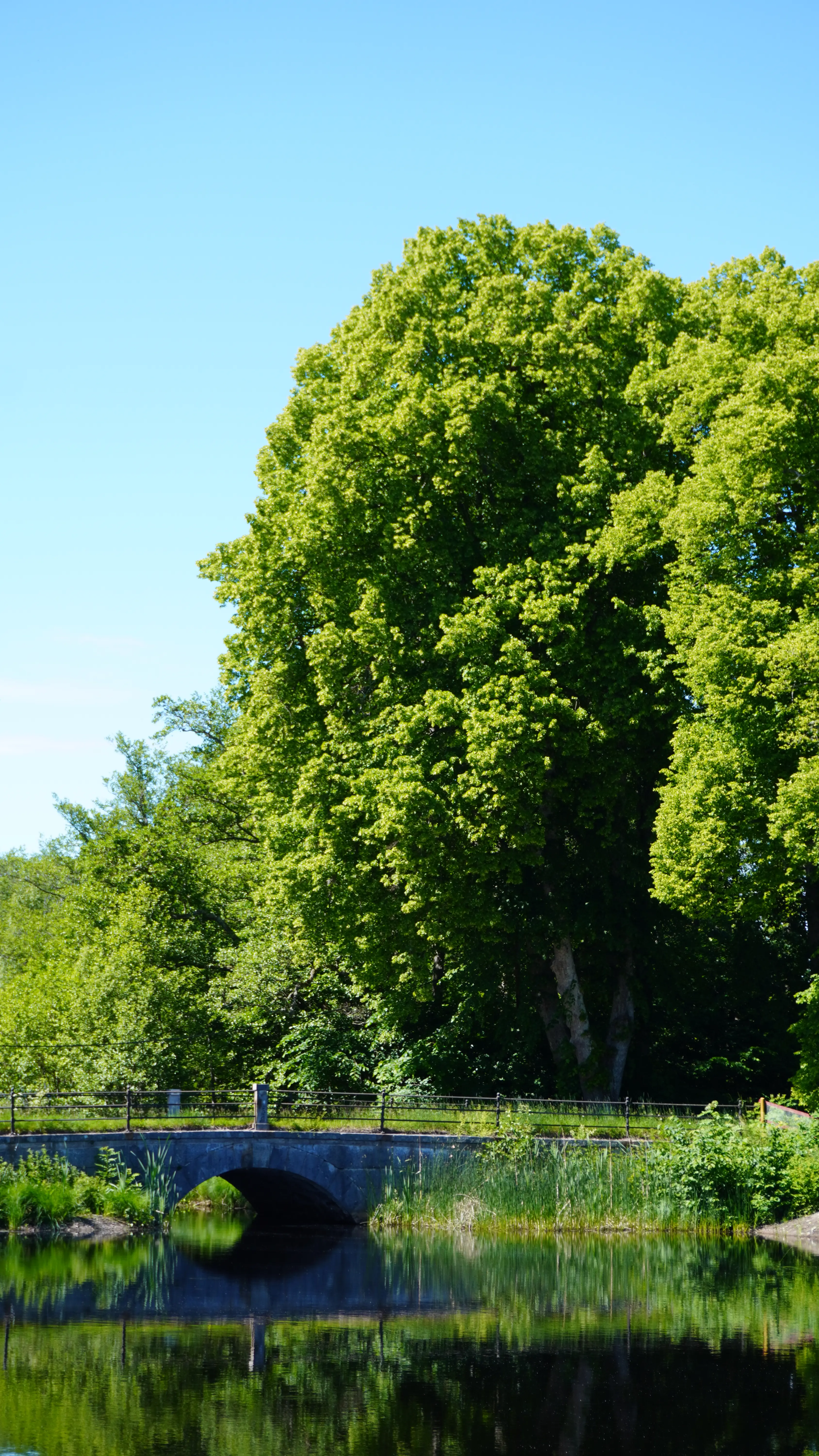 Lövstabruks park. Inbäddad i sommargrönskan går en liten välvd stenbro över ett stilla vattendrag.