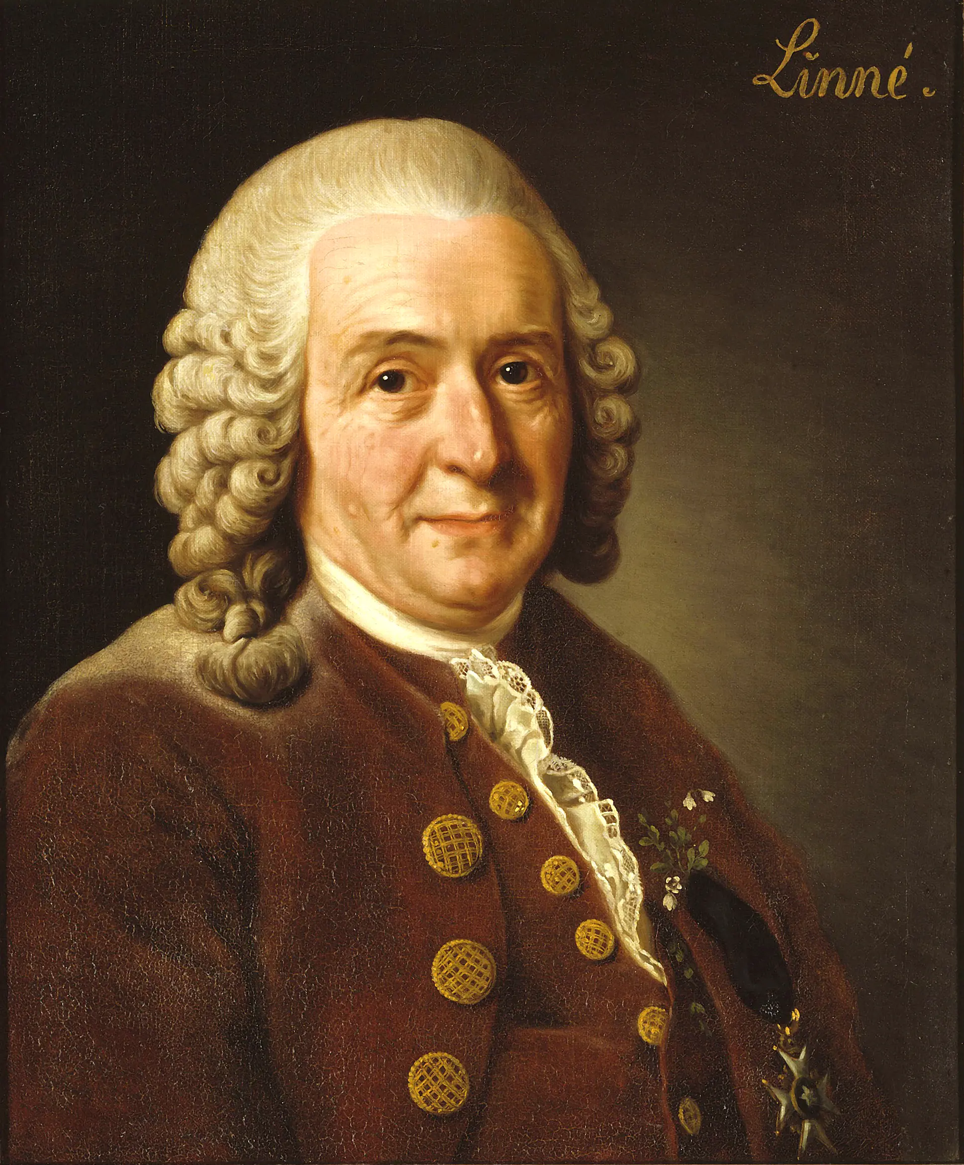 Porträtt av Carl Von Linné målat av Alexander Roslin