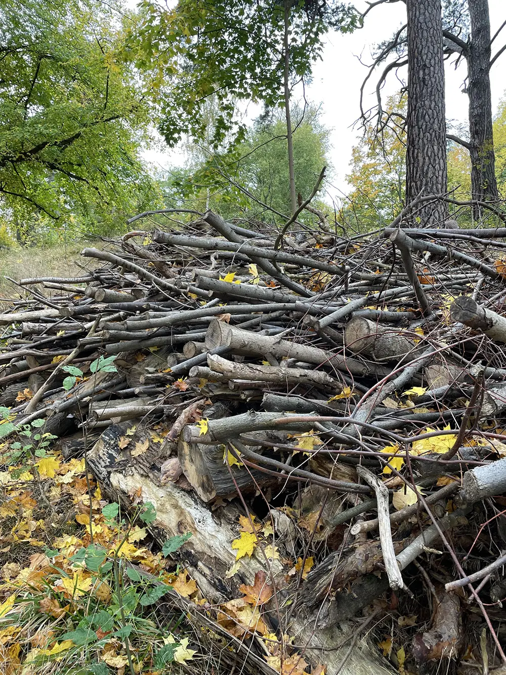 Hög med kvistar och grenar i Torphagen