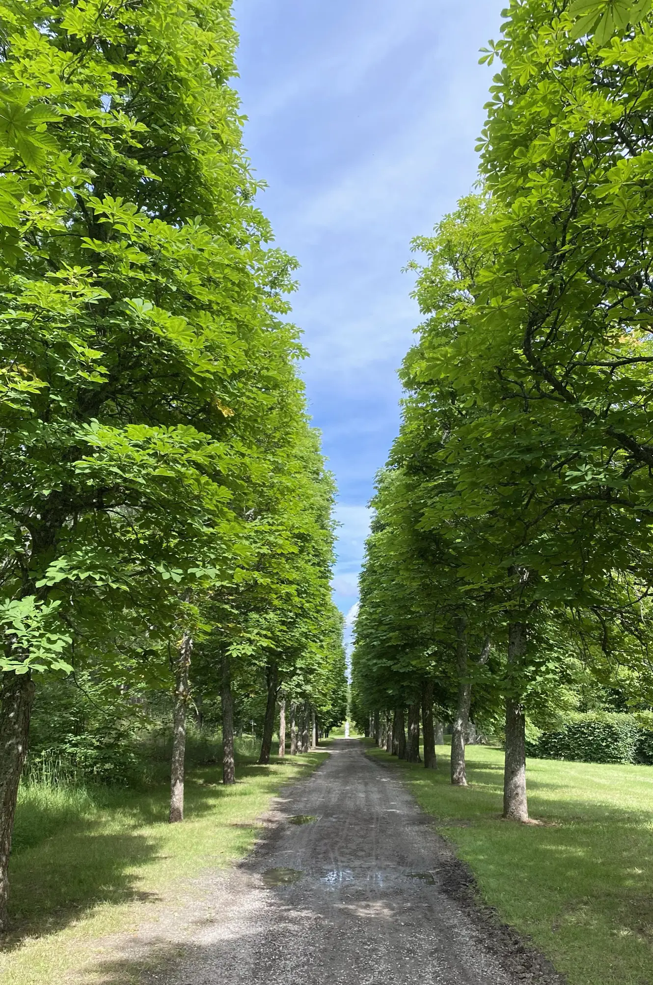 Drottningholms slottspark, vid Kina slott. En rak, lång grusväg går mellan höga, grönskande lövträd.