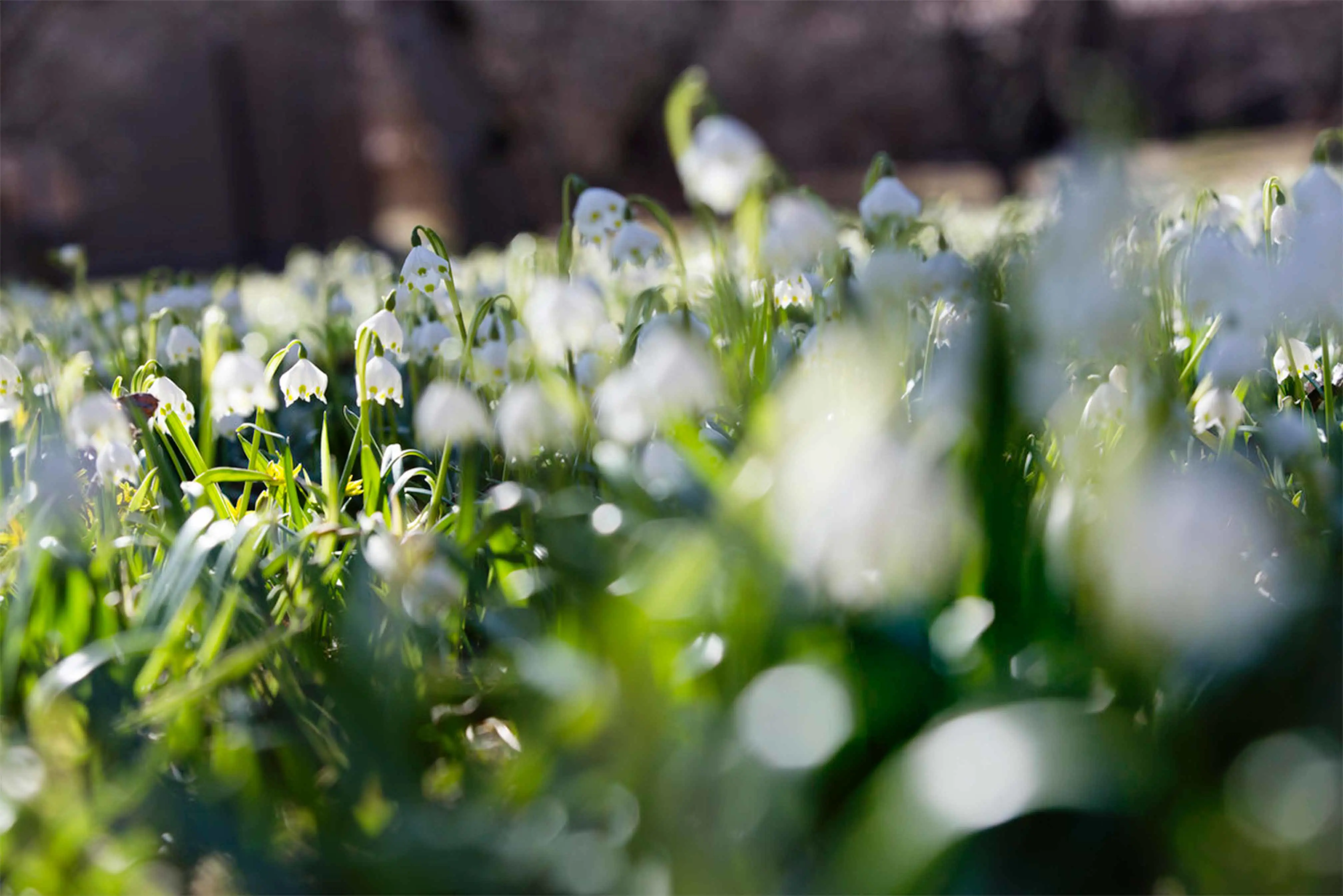 På våren är Vadstena klosterträdgård ett hav av klosterliljor.