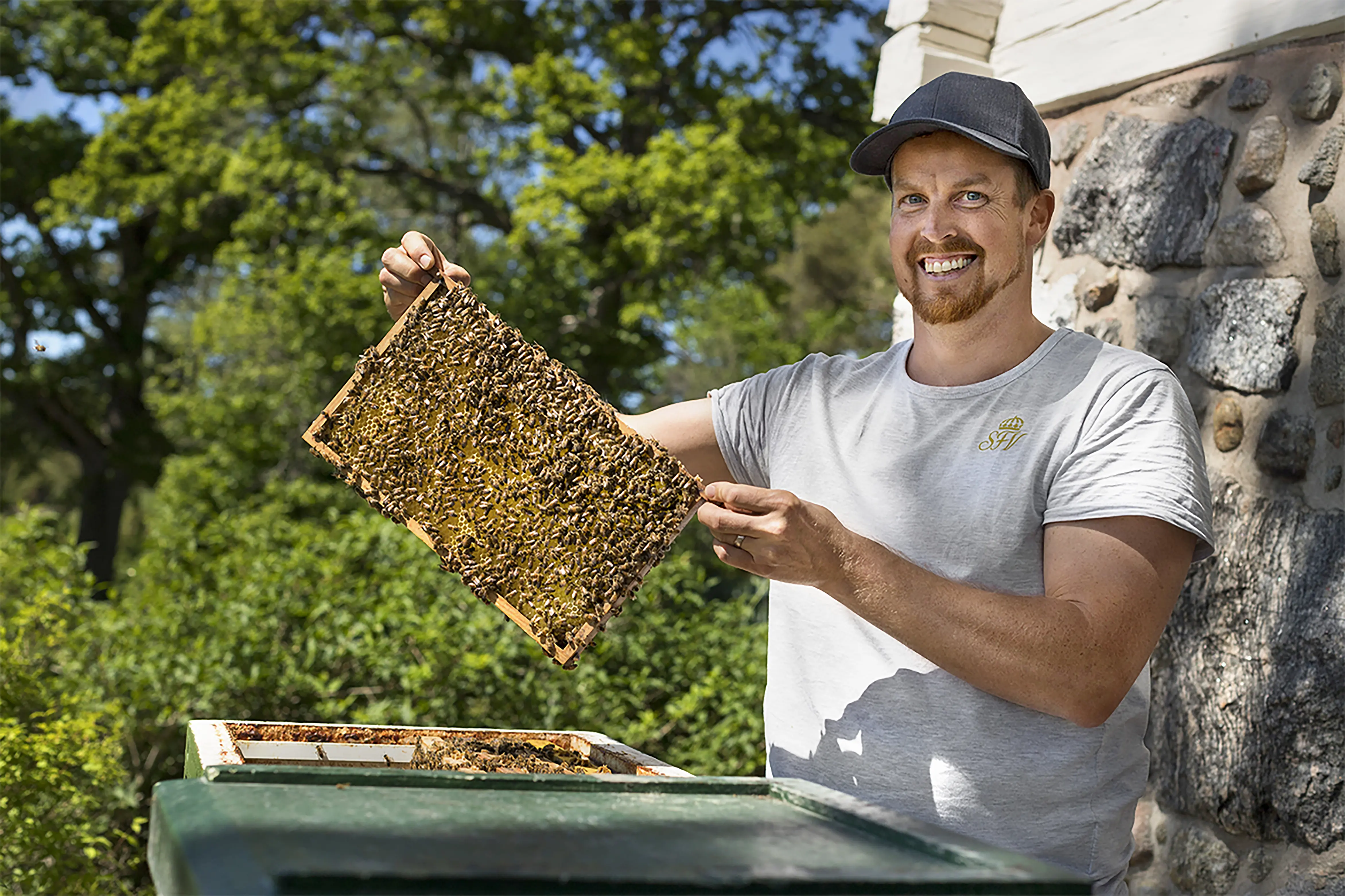 Anton Gråfors vittjar bikupan på Harpsund