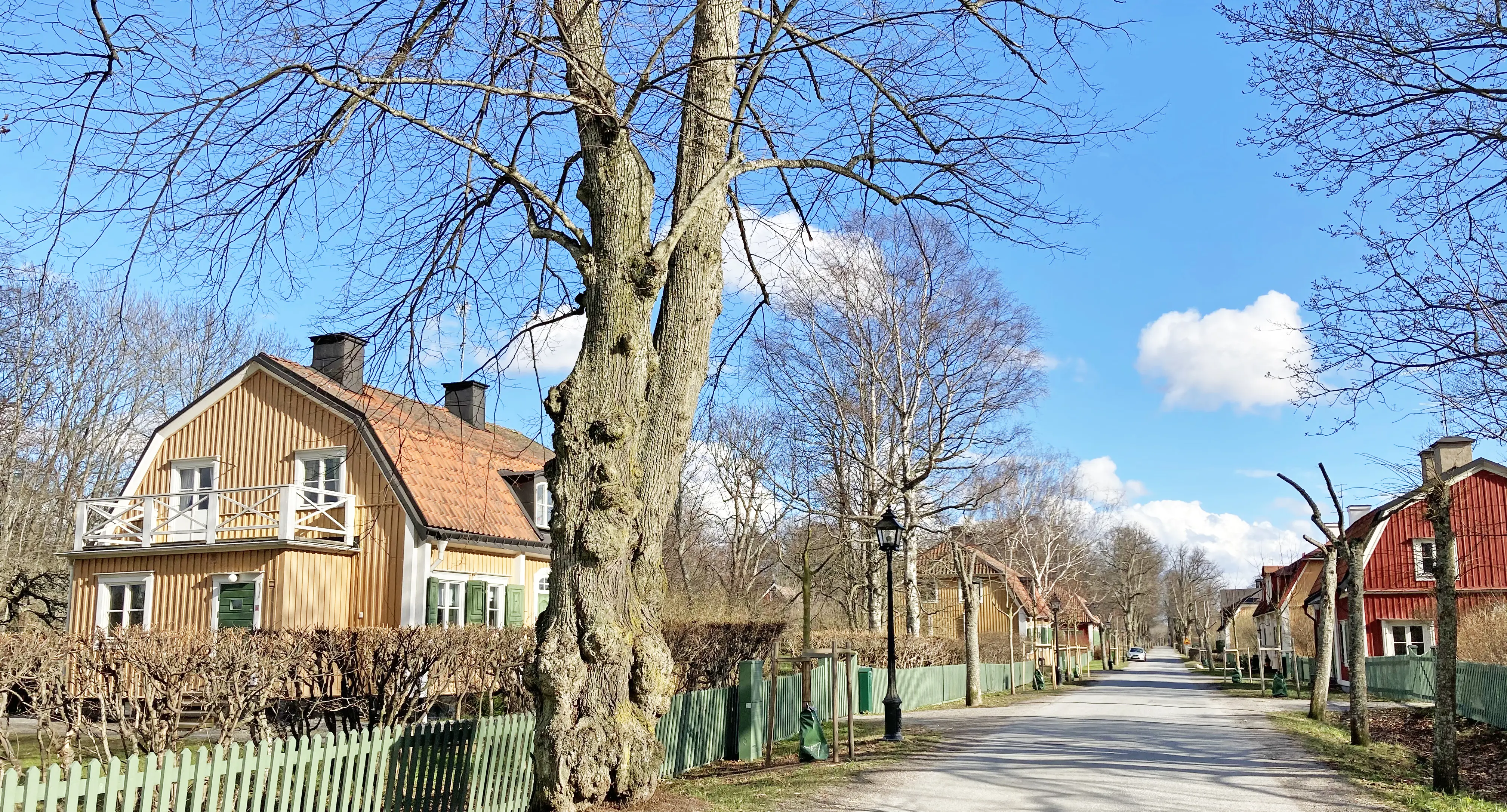 Vy längs Kantongatan med sina gula och röda trähus. Träd, buskar och gröna staket skärmar av mot gatan. Tidig vår.