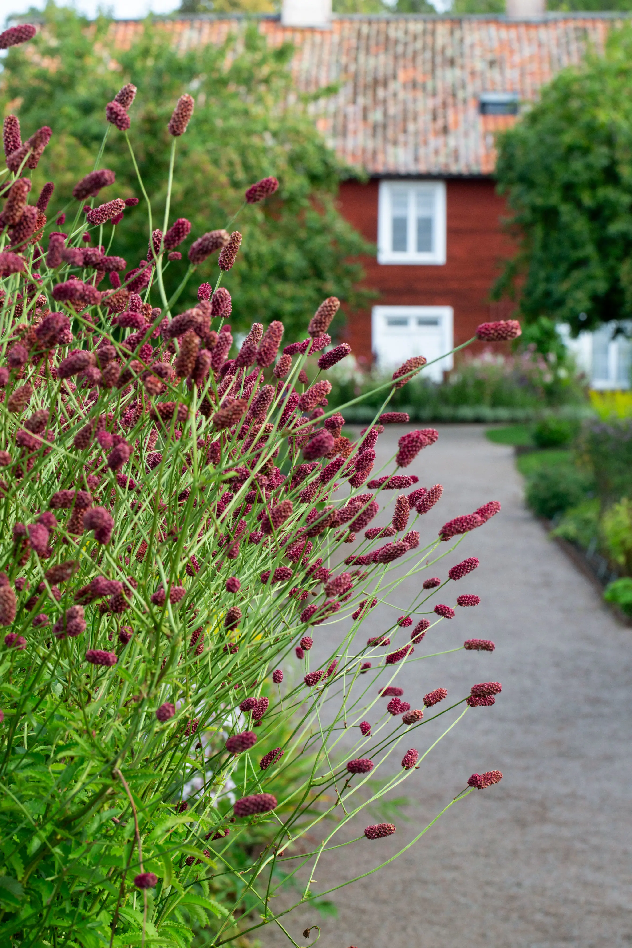 Trädgårdsgång som leder till rött hus med röda blommor i förgrunden.