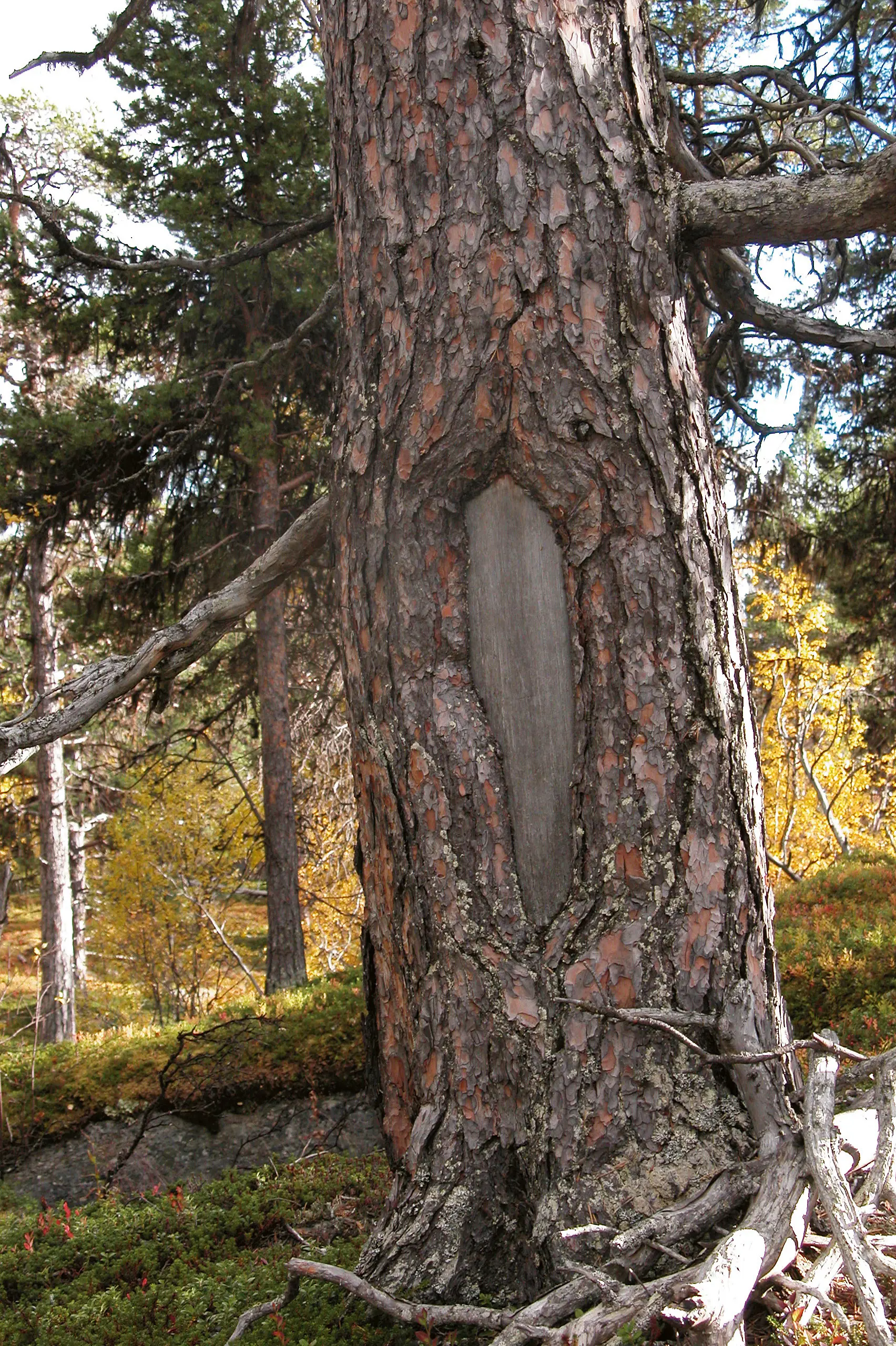 Vid Bállasluoktta finns det tallar som har märkliga hål i barken. De ser ut som fönster. Hålen är vad som återstår efter samiska barktäkter.