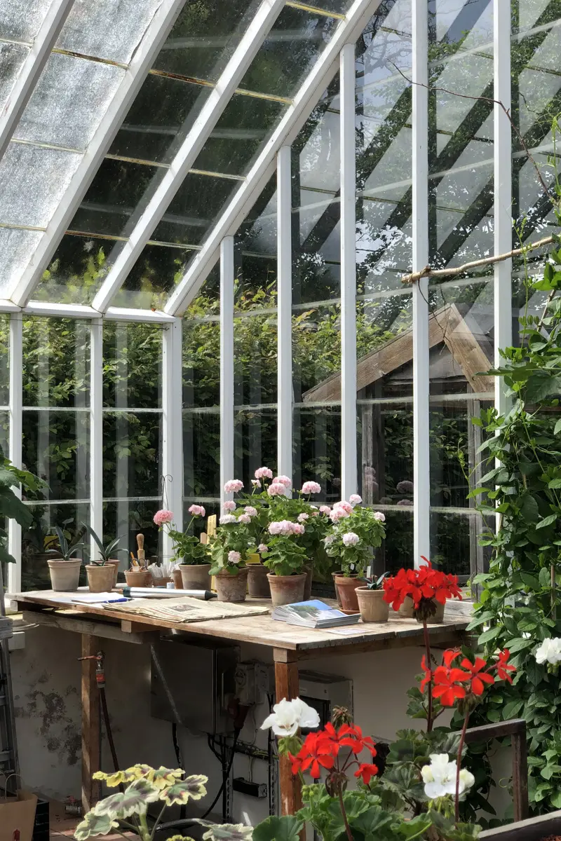 Interiör från ett växthus med blommor i krukor på ett bord.