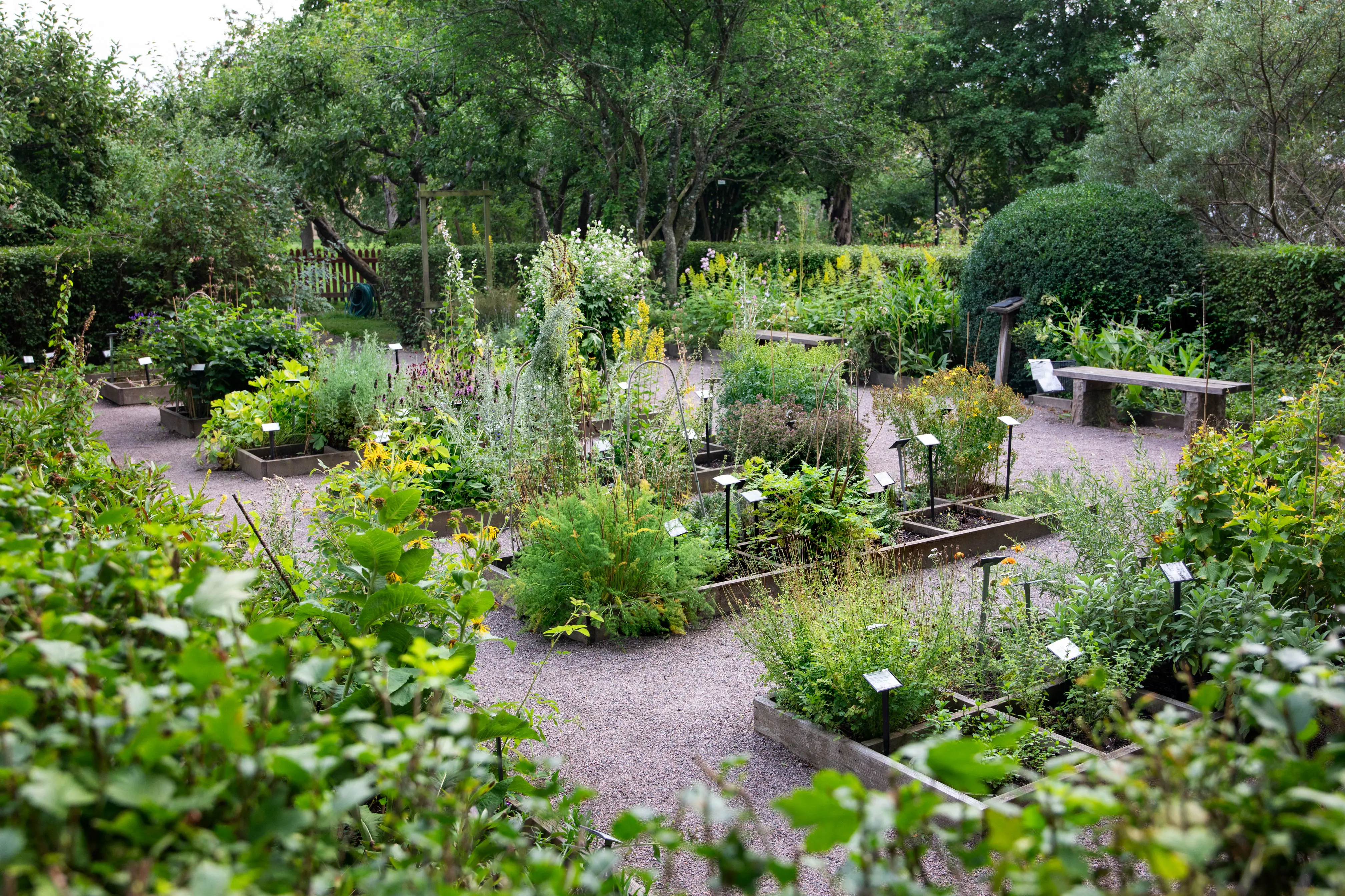 Örtagård med växter planterade i rutindelade rabatter. Grusgångar mellan odlingarna.