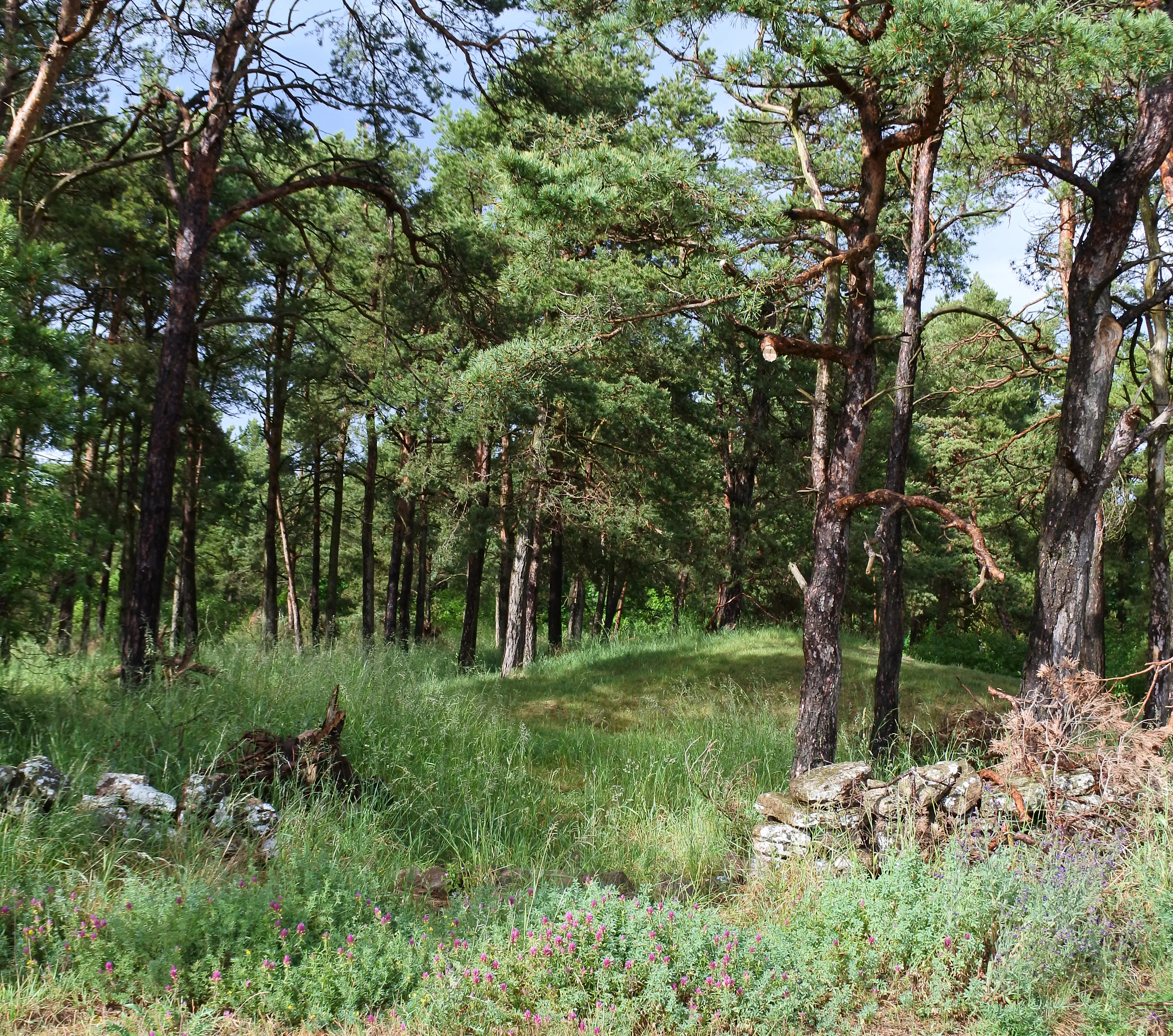Gårdby gravfält. Klädd i högt gräs och skuggad av låga tallar ligger en gravhög. vid en gammal kalkstensmur blommar rödklöver.