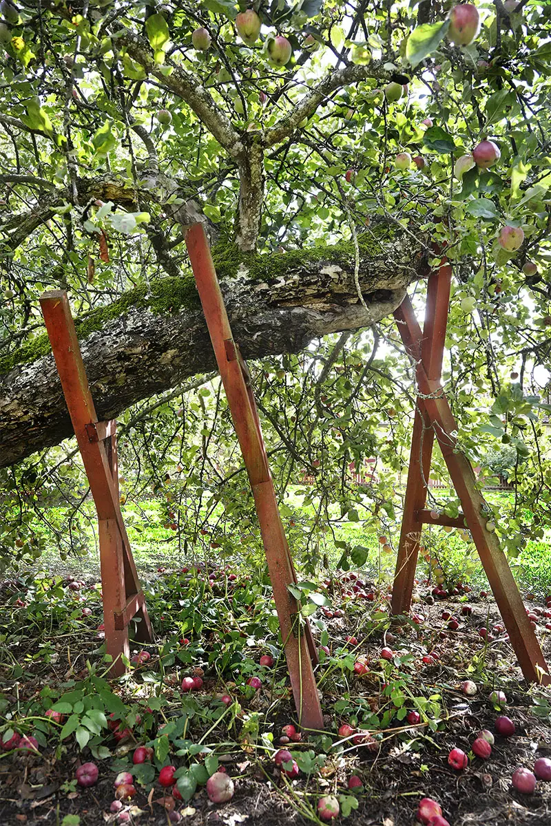 Gren på äppelträd hålls uppe av stöttor.