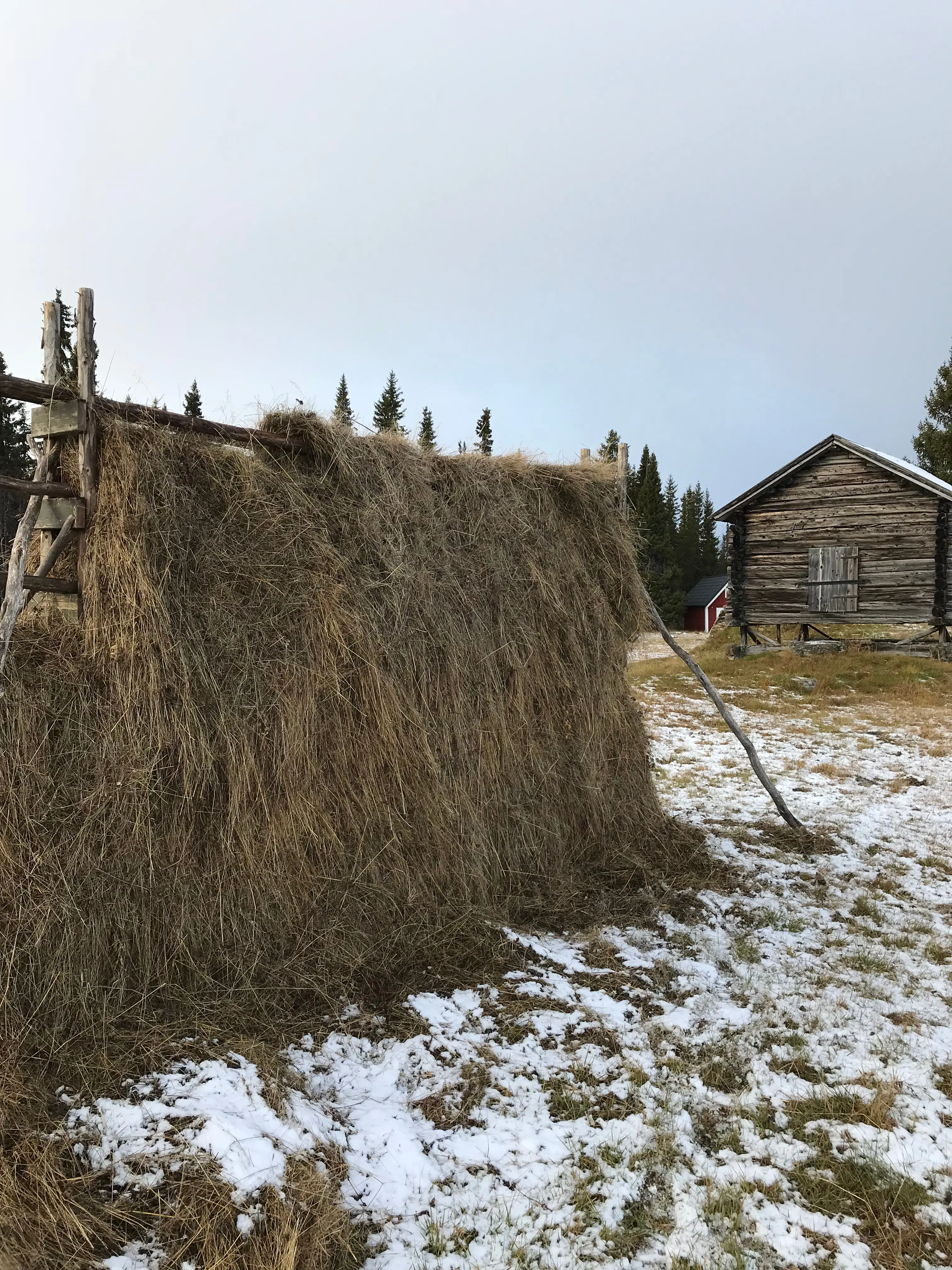 Åkernäs fjäll-lägenhet. En hässja med torrt hö. I bakgrunden syns två av timmerhusen. Höst och snö.