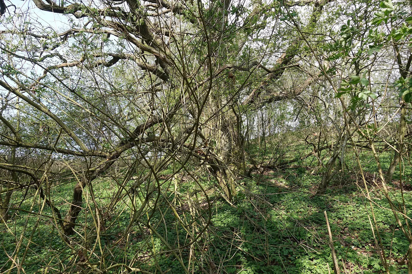 En gammal ek som knappt syns genom all sly som vuxit upp kring den.