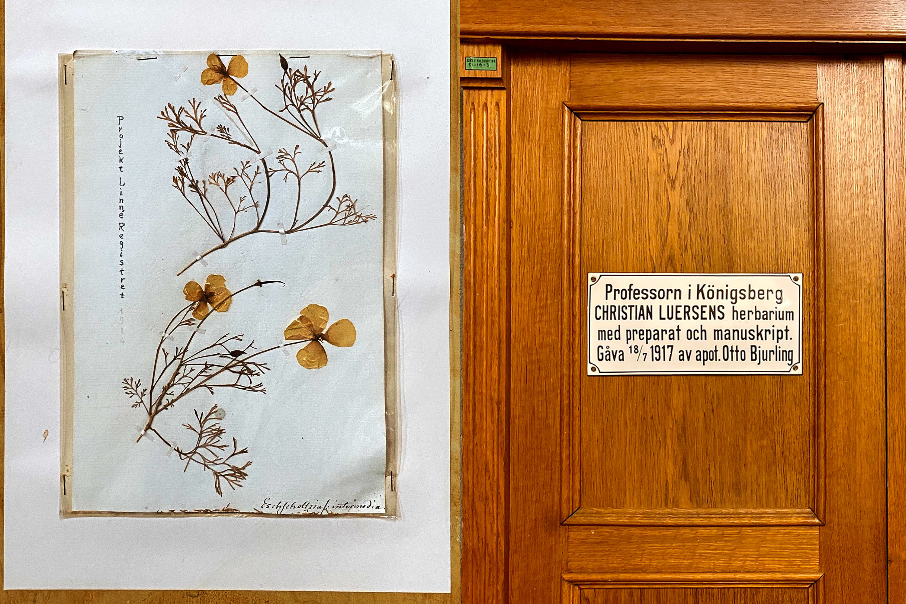 Blomma ur Linnéprojektet samt dörr i Botanhuset