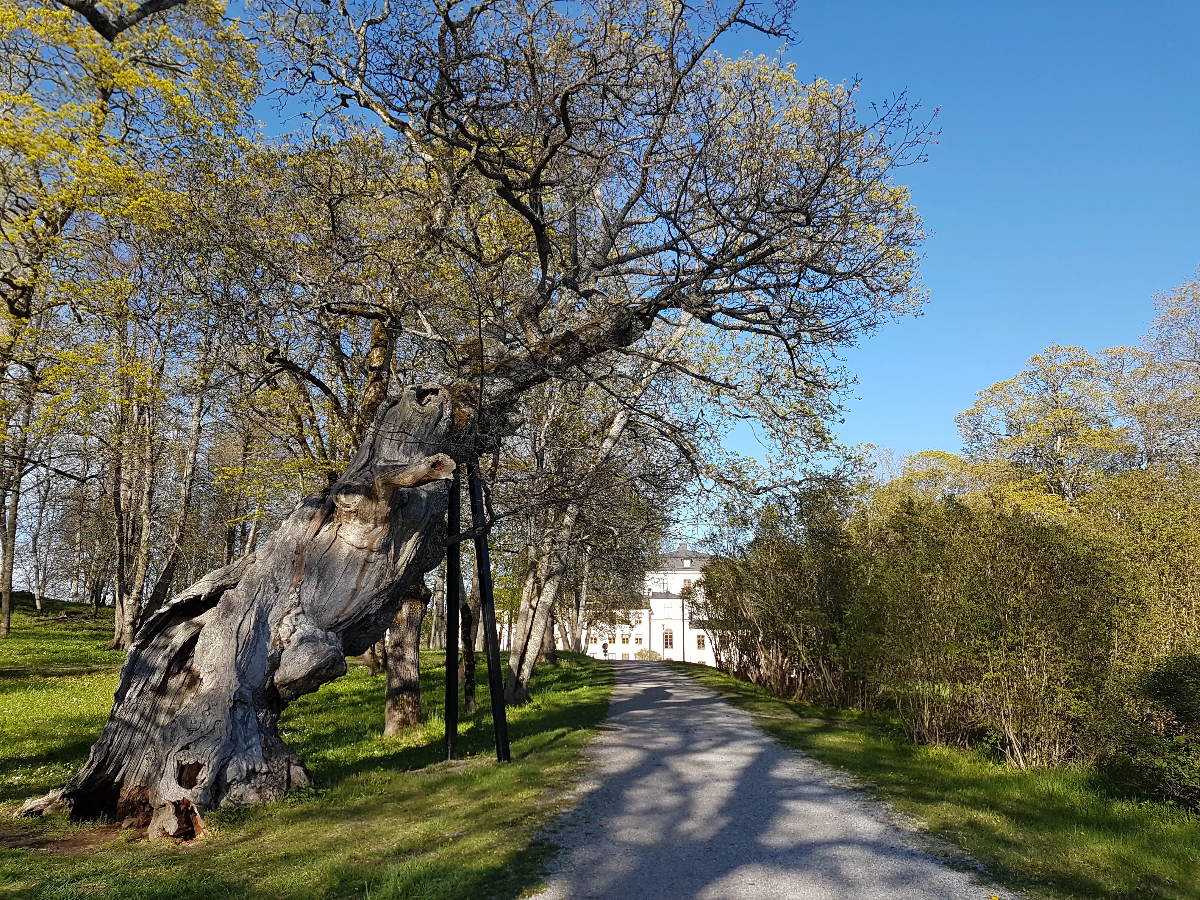 Gammal knotig ek med stöttor i Rosersbergs slottsträdgård. Vår och grönska.