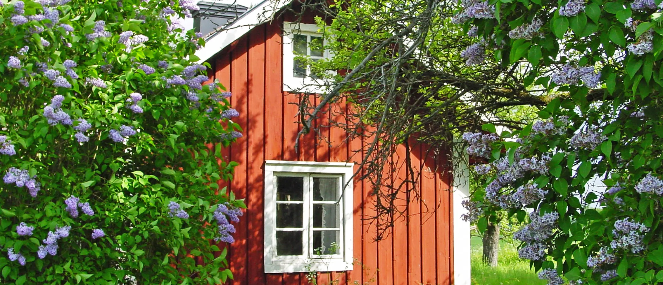 En röd stuga med vita knutar, omgiven av lila syrener och gamla frukt-träd.
