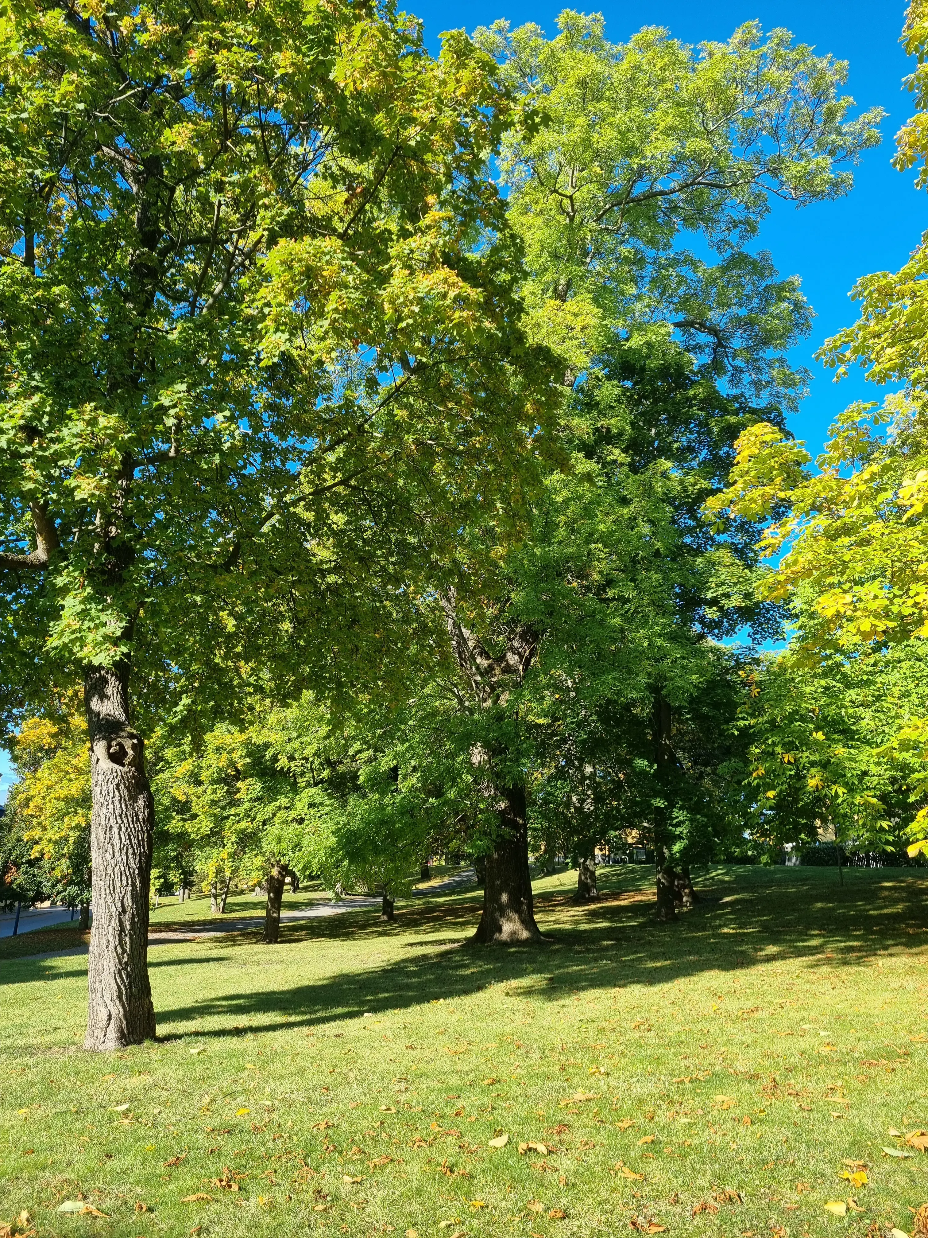 Svensksundparken. Höga träd vars lövverk börjat gå över i gult. På gräsmattan ligger några bruna höstlöv.