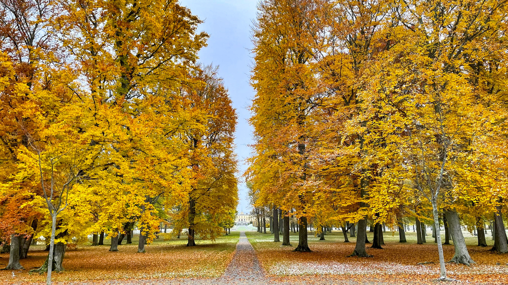 Slottsparken i höstfärger. En väg går mellan två samlingar av stora lövträd. I fjärran skymtas Drottningholms slott.