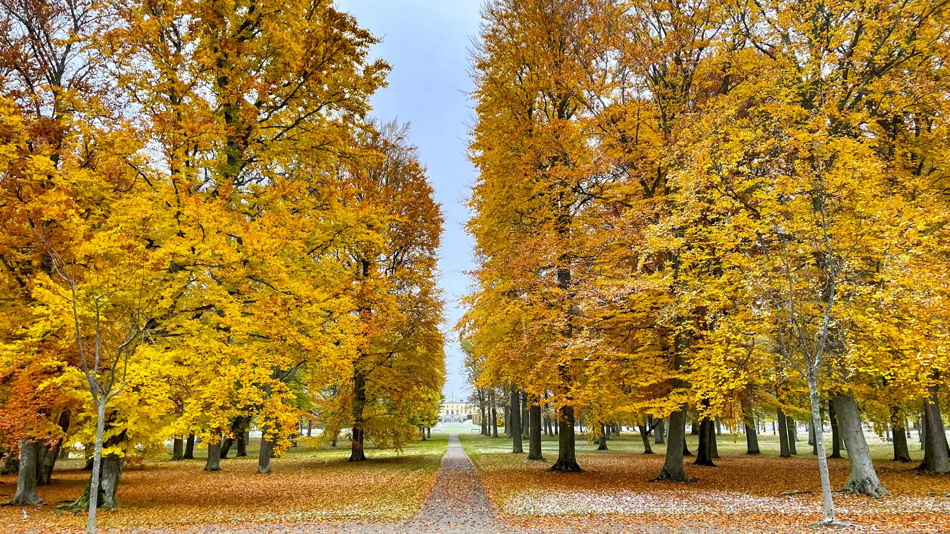 Slottsparken i höstfärger. En väg går mellan två samlingar av stora lövträd. I fjärran skymtas Drottningholms slott.